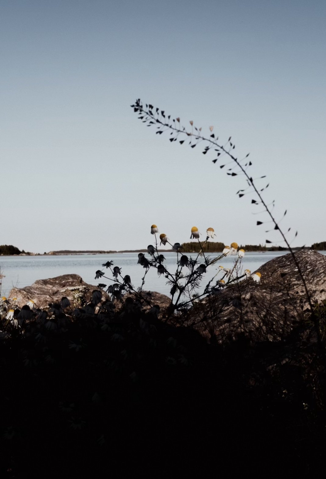 Landschaft mit Wasser, Felsen, Pflanzen und Himmel, mit Gotland-typischer Küstenlinie im Hintergrund.