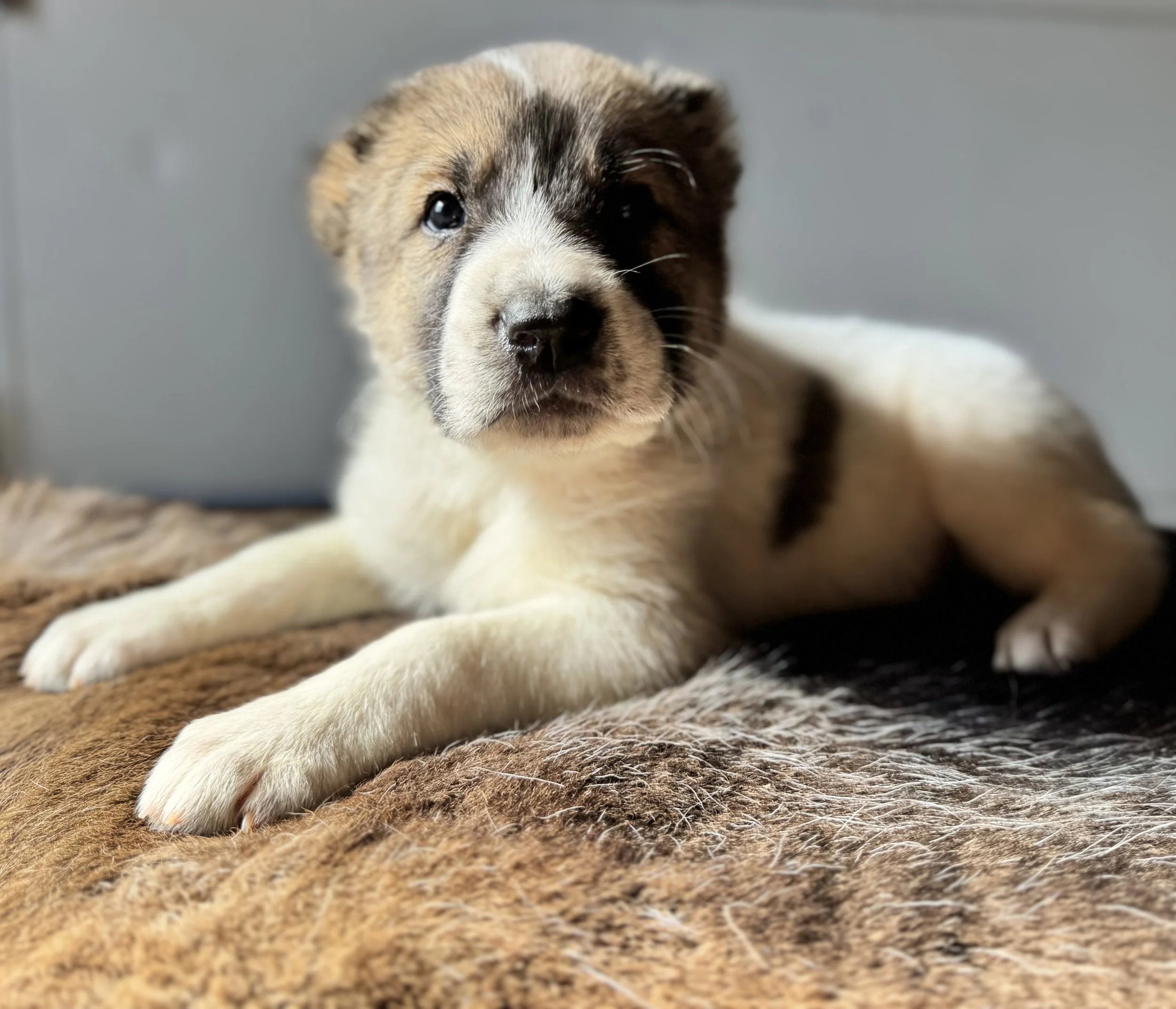 Close-up of an adorable puppies face, focusing on its black and white nose and one eye, lying on a textured brown blanket.