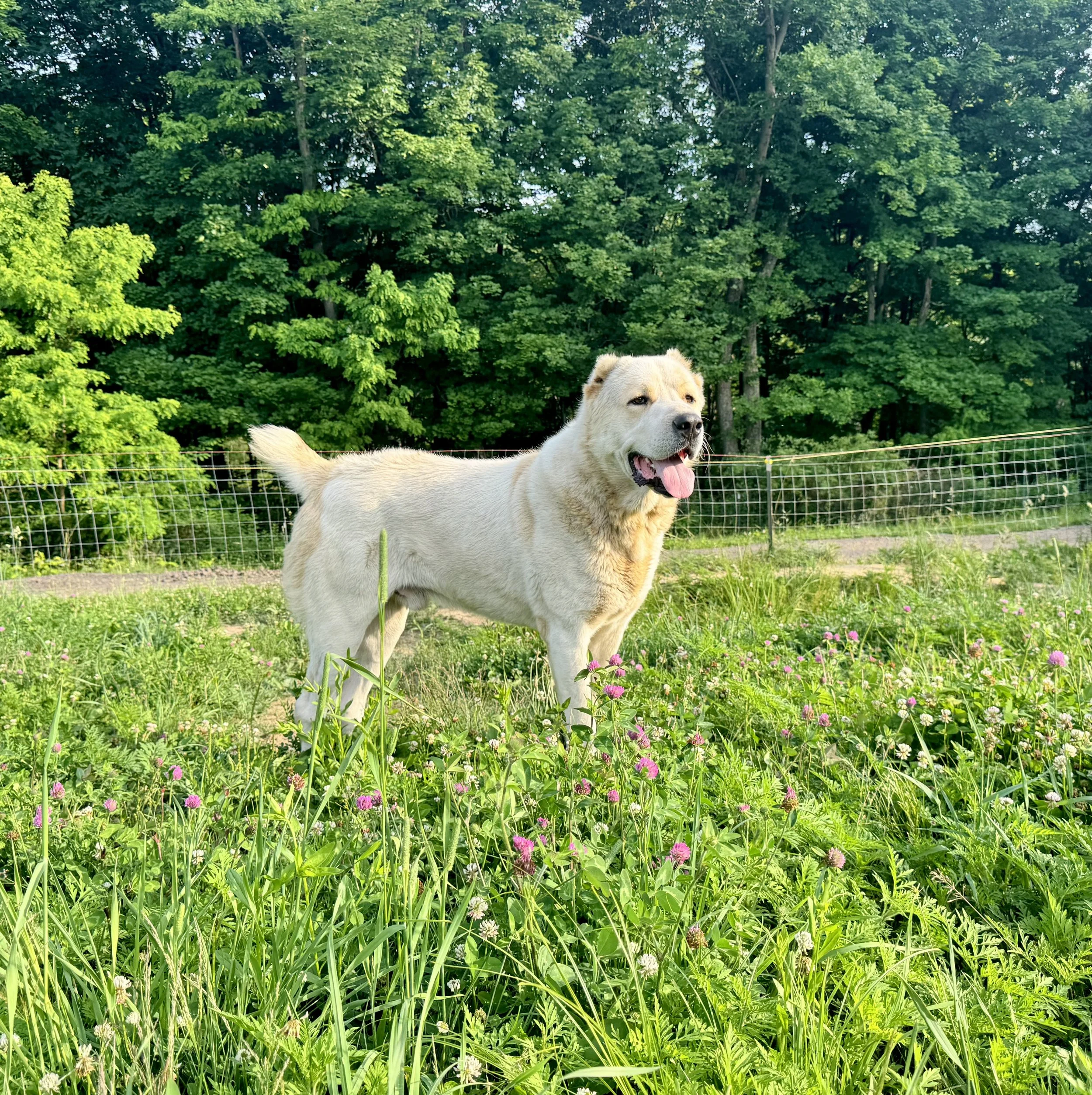 A dog standing in a lush green field with colorful flowers, with a dense forest in the background.