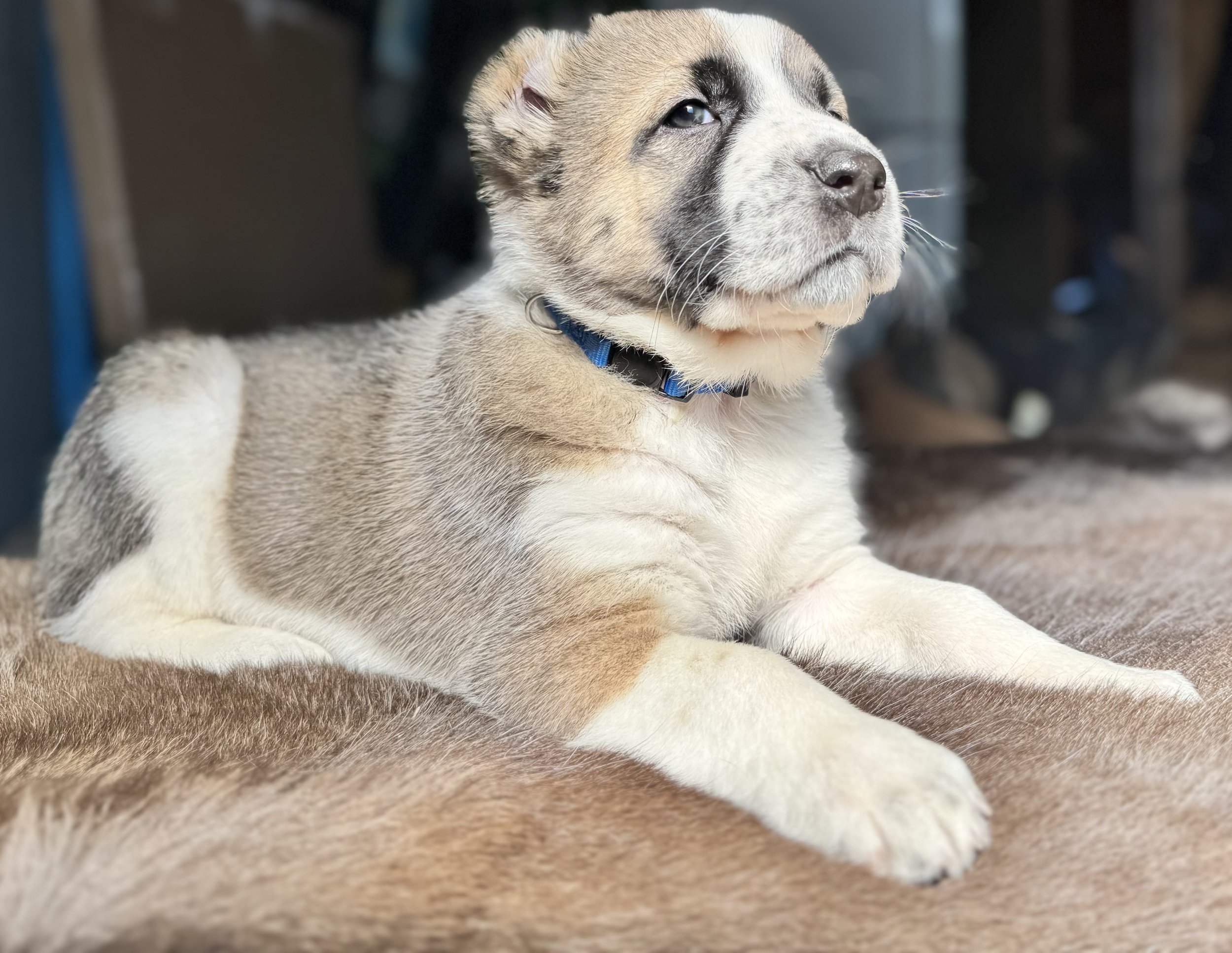 A cute puppy with light tan and white fur, wearing a blue collar, sitting on a soft brown surface with another darker fur animal partially visible in the foreground.