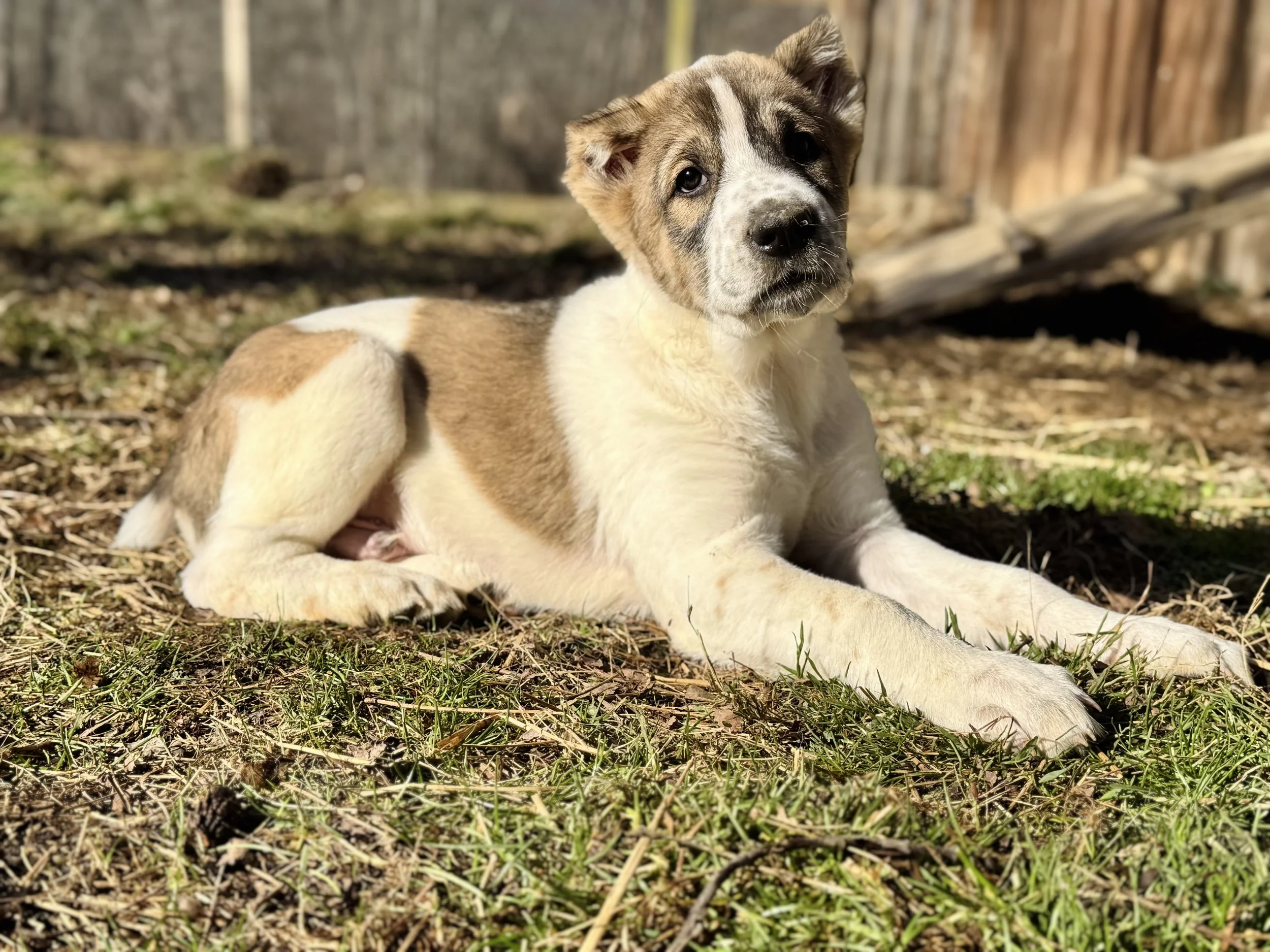 A puppy lying on the grass, with a wooden fence and trees in the background.