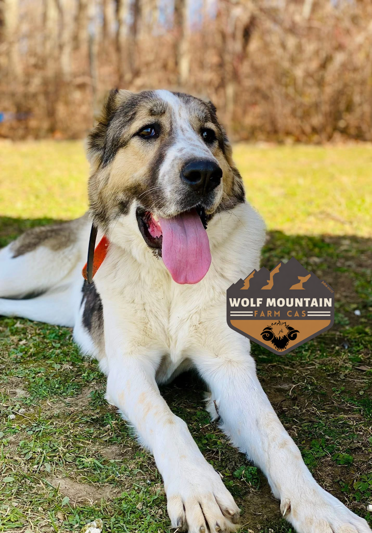 A large, fluffy dog with a thick white and gray coat lying on the ground with its tongue out. There is a logo in the bottom right corner that reads 'Wolf Mountain Farm Cas' along with a mountain silhouette and a ram's head.