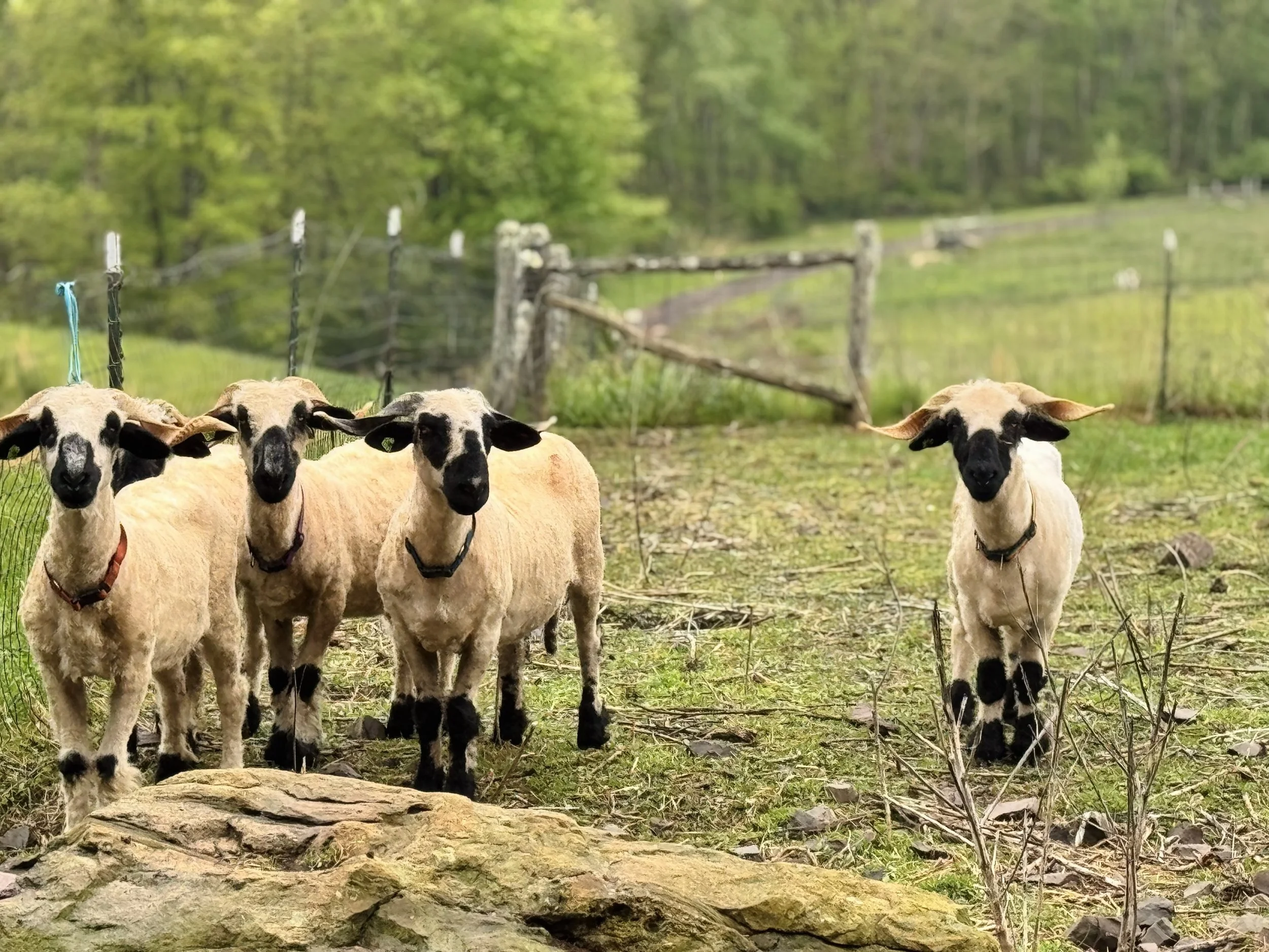 Group of sheep standing on grassy field with trees and a fence in the background.