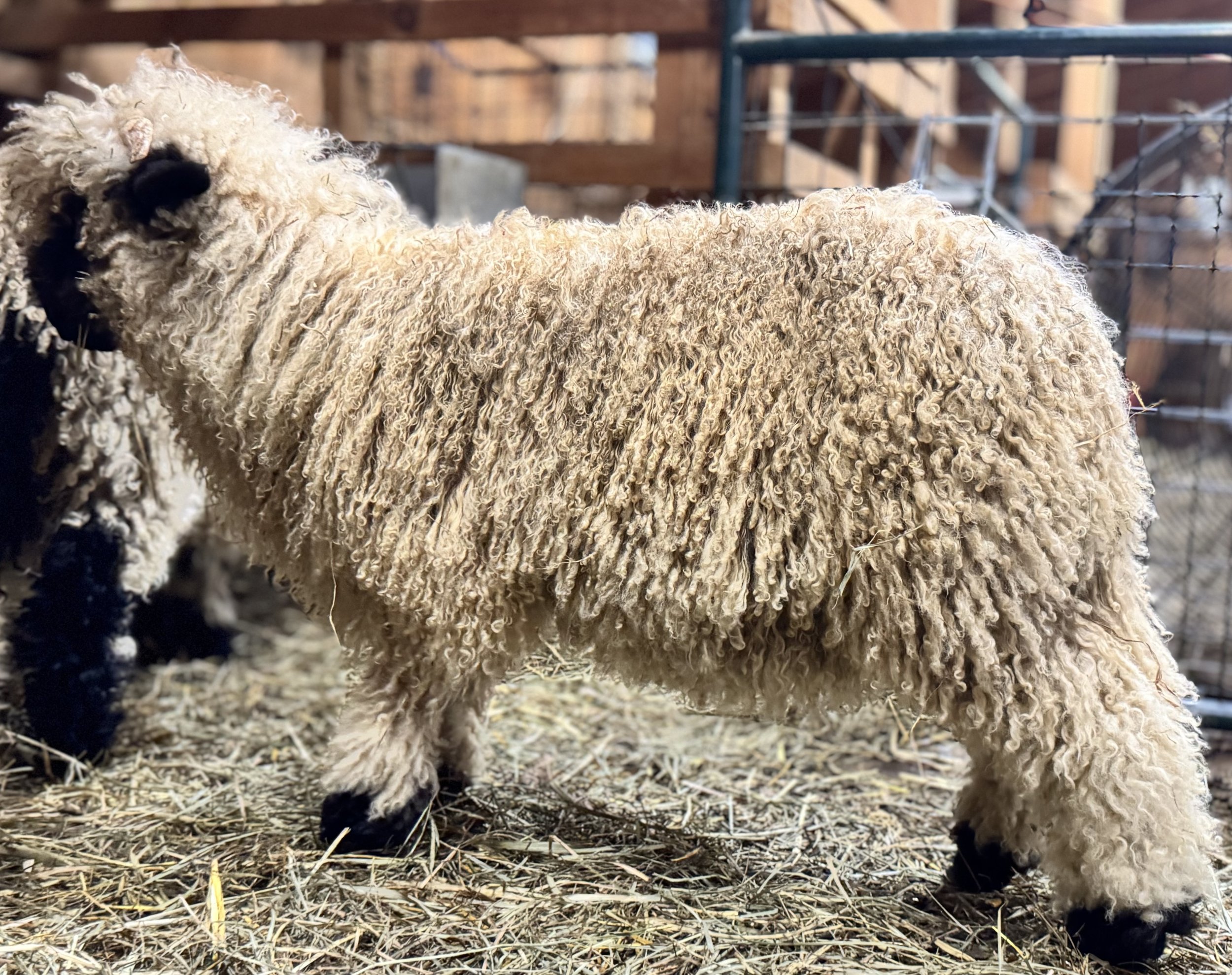 Close-up of a fluffy sheep's body and legs standing on straw inside a barn or pen, with a wooden wall and metal fencing in the background.