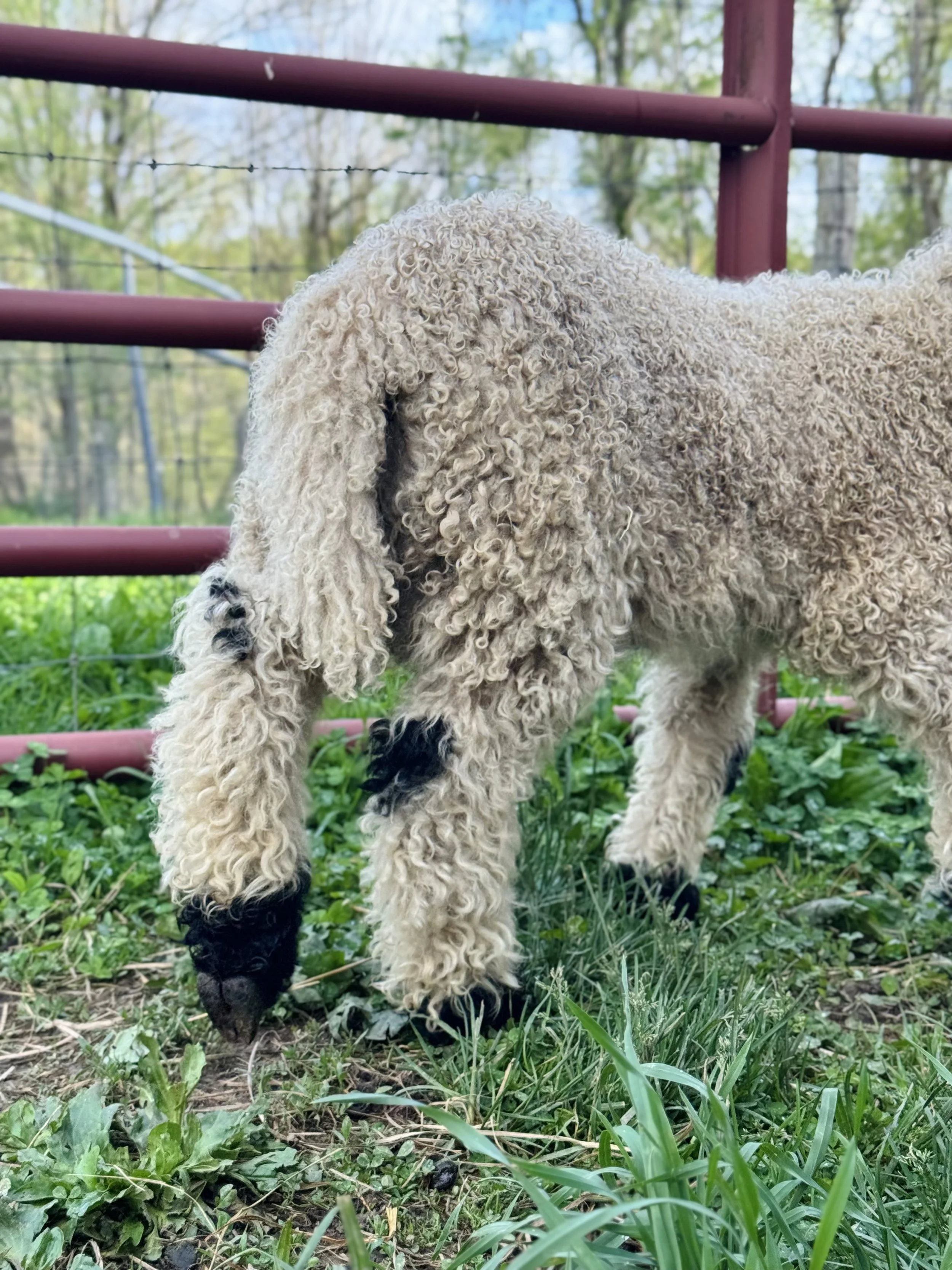 A cute, curly-furred puppy with black paws standing on grass near a red metal fence, surrounded by green trees and plants in the background.
