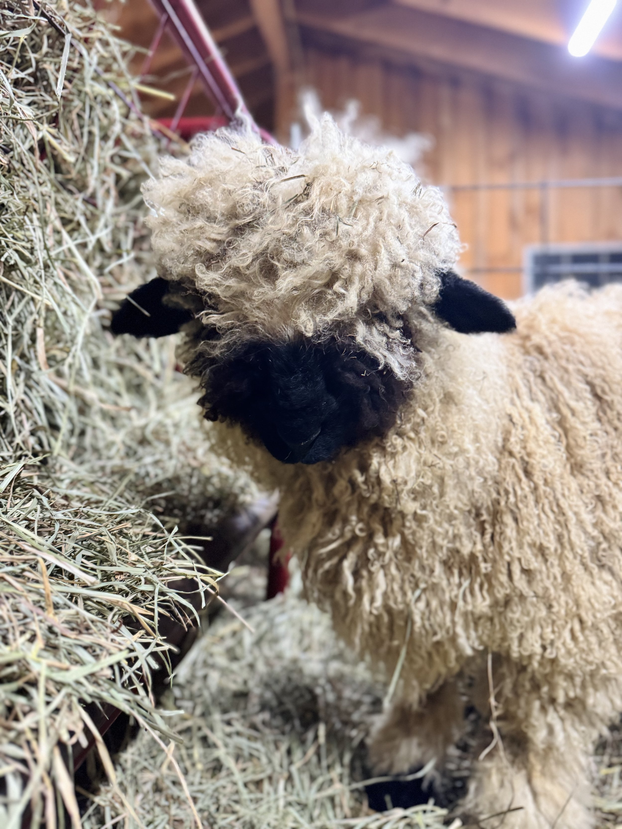 Close-up of a sheep with curly wool and black face, standing near hay.