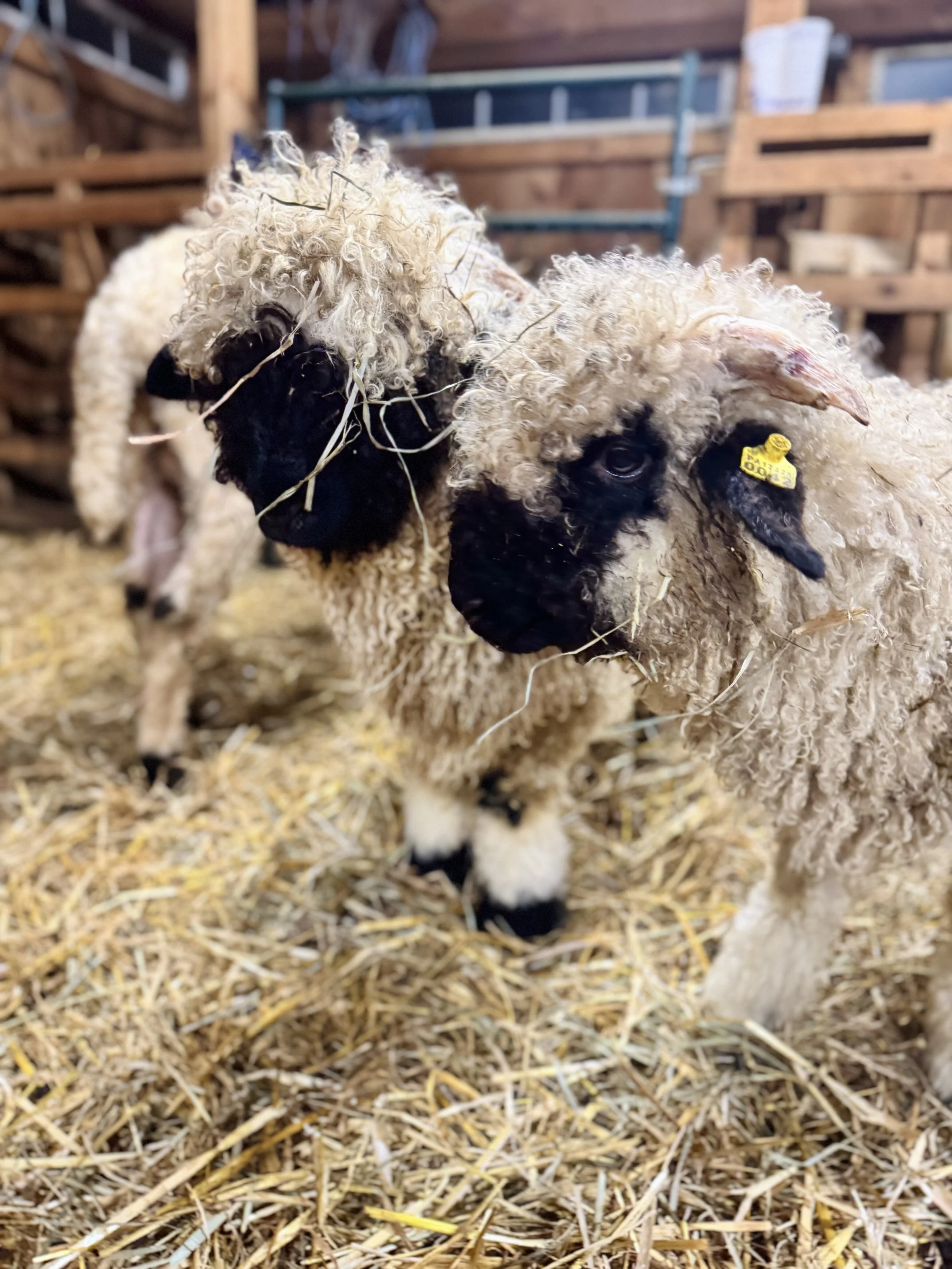 Close-up of two sheep with curly wool, black faces, and one with a yellow ear tag, standing on straw in a barn.