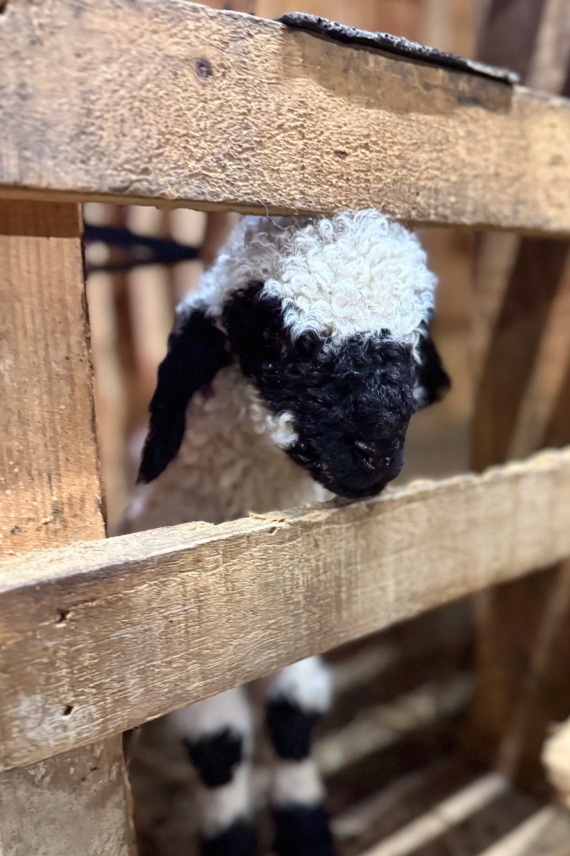 Close-up of a black and white puppy, with curly fur, peeking through the wooden slats of a crate or fence.