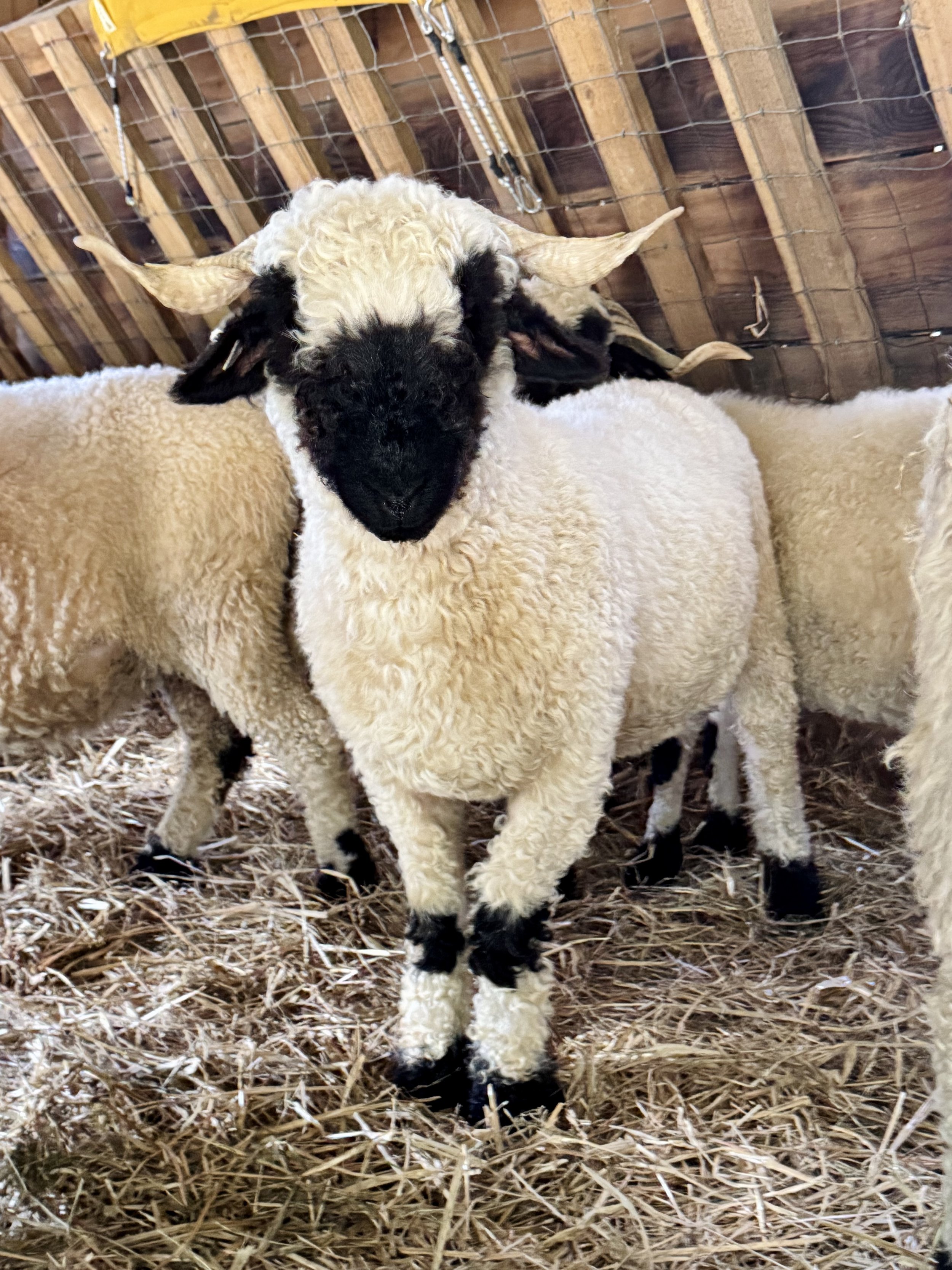 Young black and white lamb in a barn with straw bedding