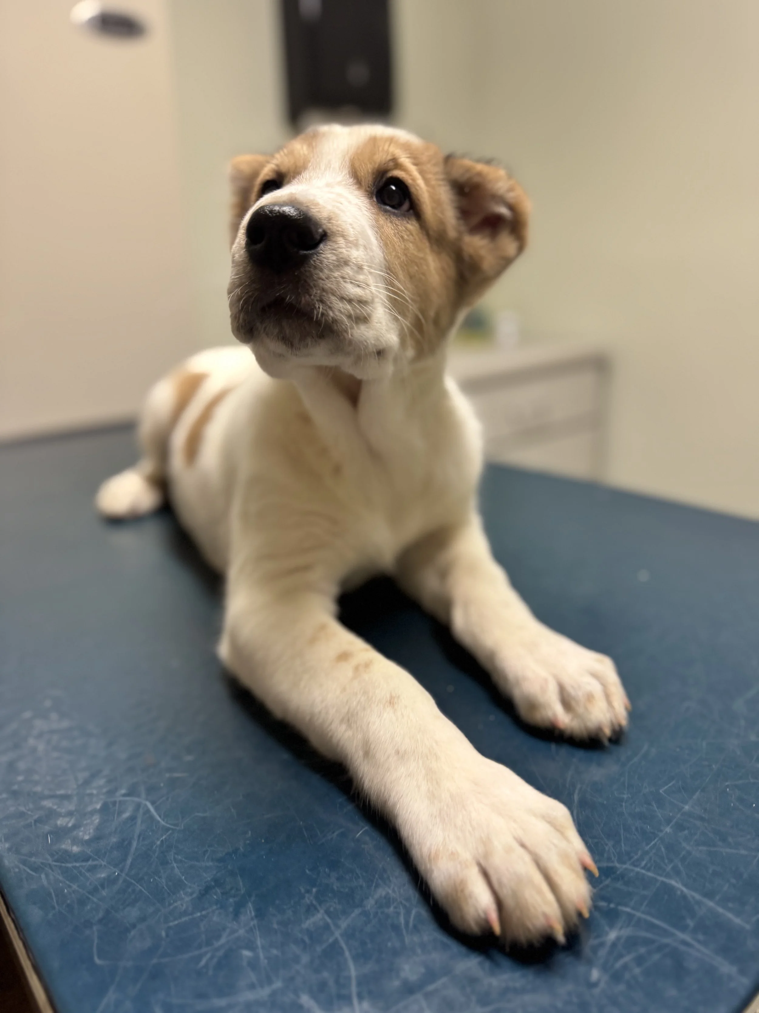 Close-up of a puppy's face and white paws lying on a blue surface.