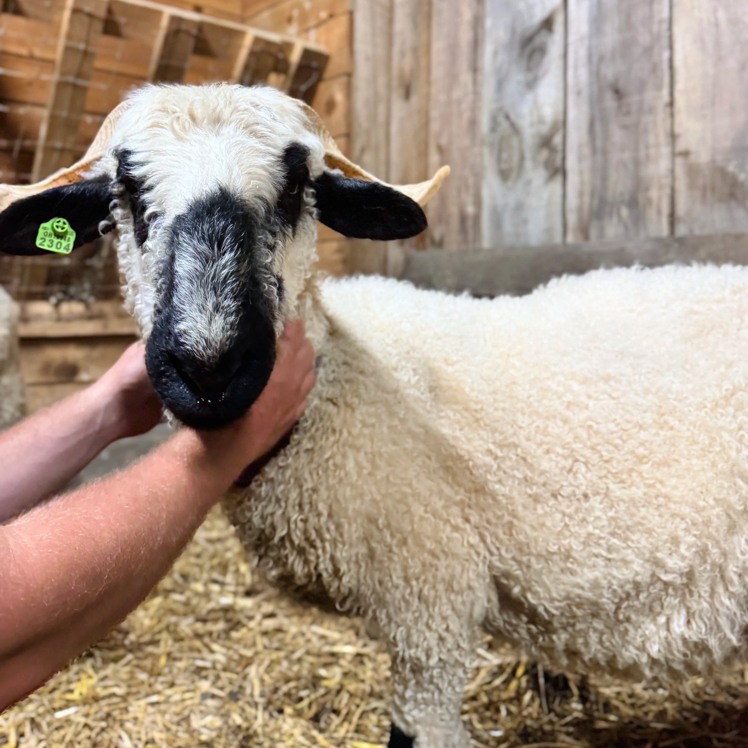 Close-up of a sheep with black and white wool being held by a person inside a barn with wood walls and a floor covered in straw.