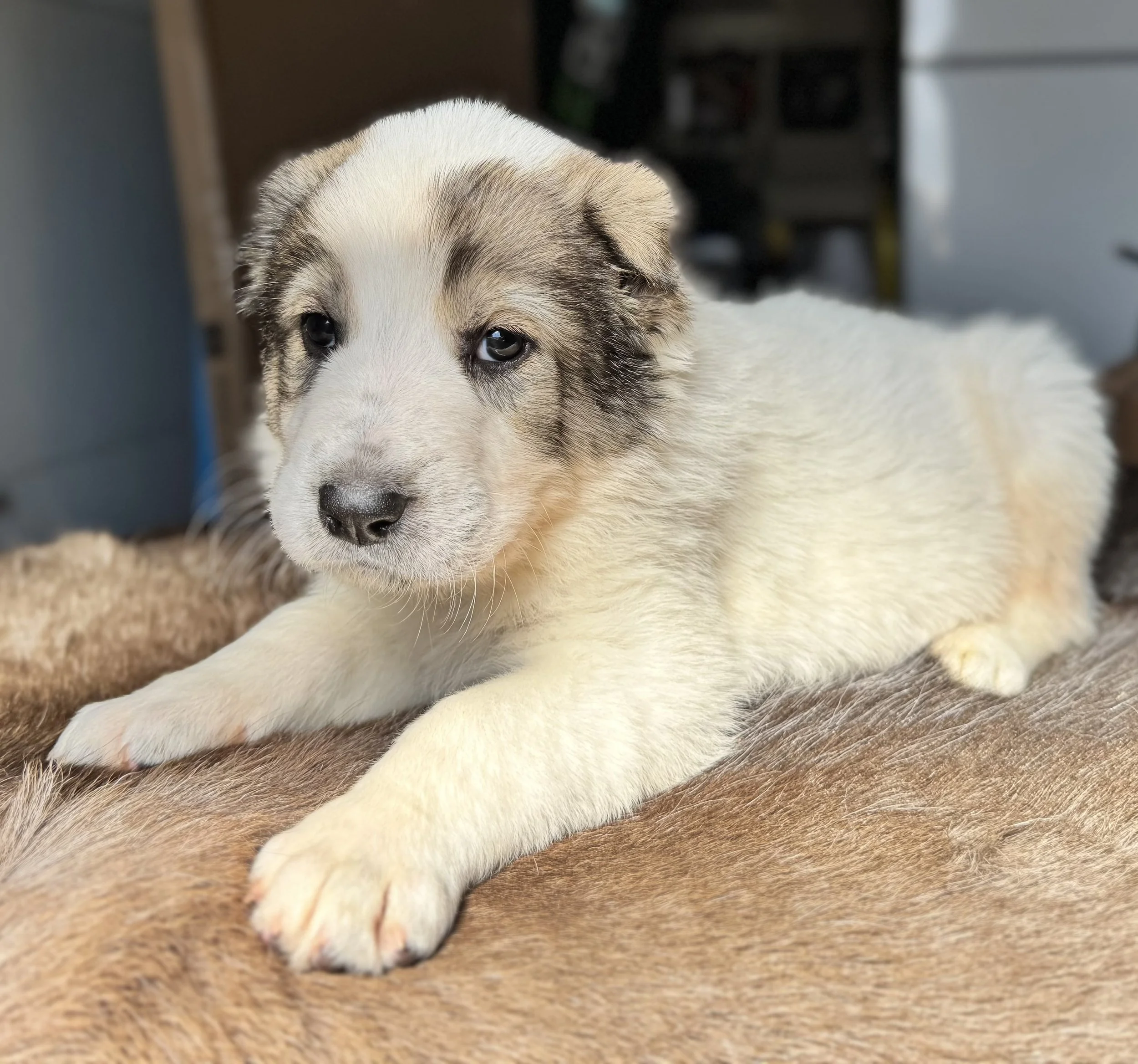 Close-up of a Siberian Husky puppy with white and gray fur, lying on a brown surface, looking at the camera with blue eyes.