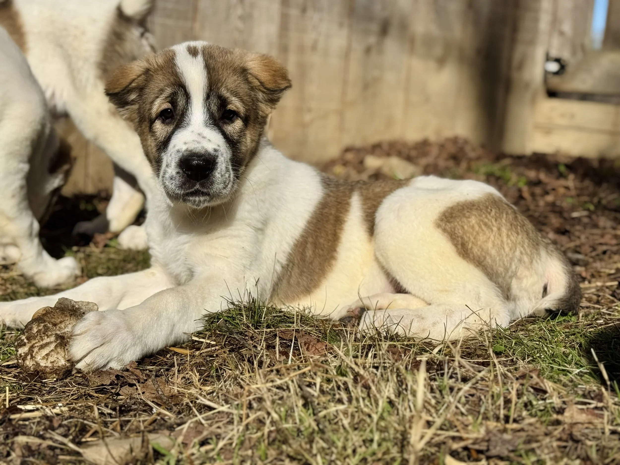 Young puppy lying on the ground outdoors, surrounded by leaves and grass, with a wooden fence in the background.