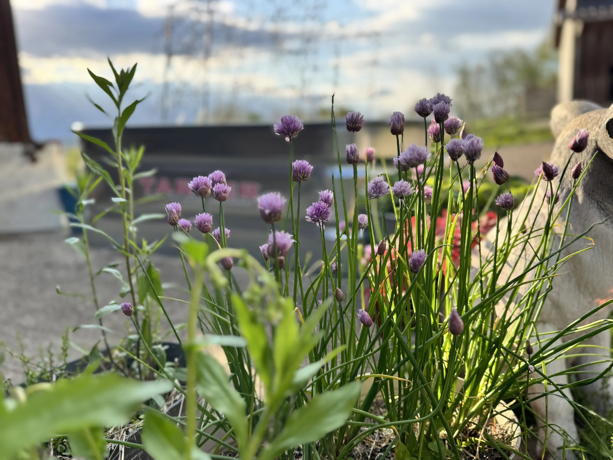 Close-up of purple chive flowers with green stems and leaves, in a garden setting, with a blurred background of sky and structures.