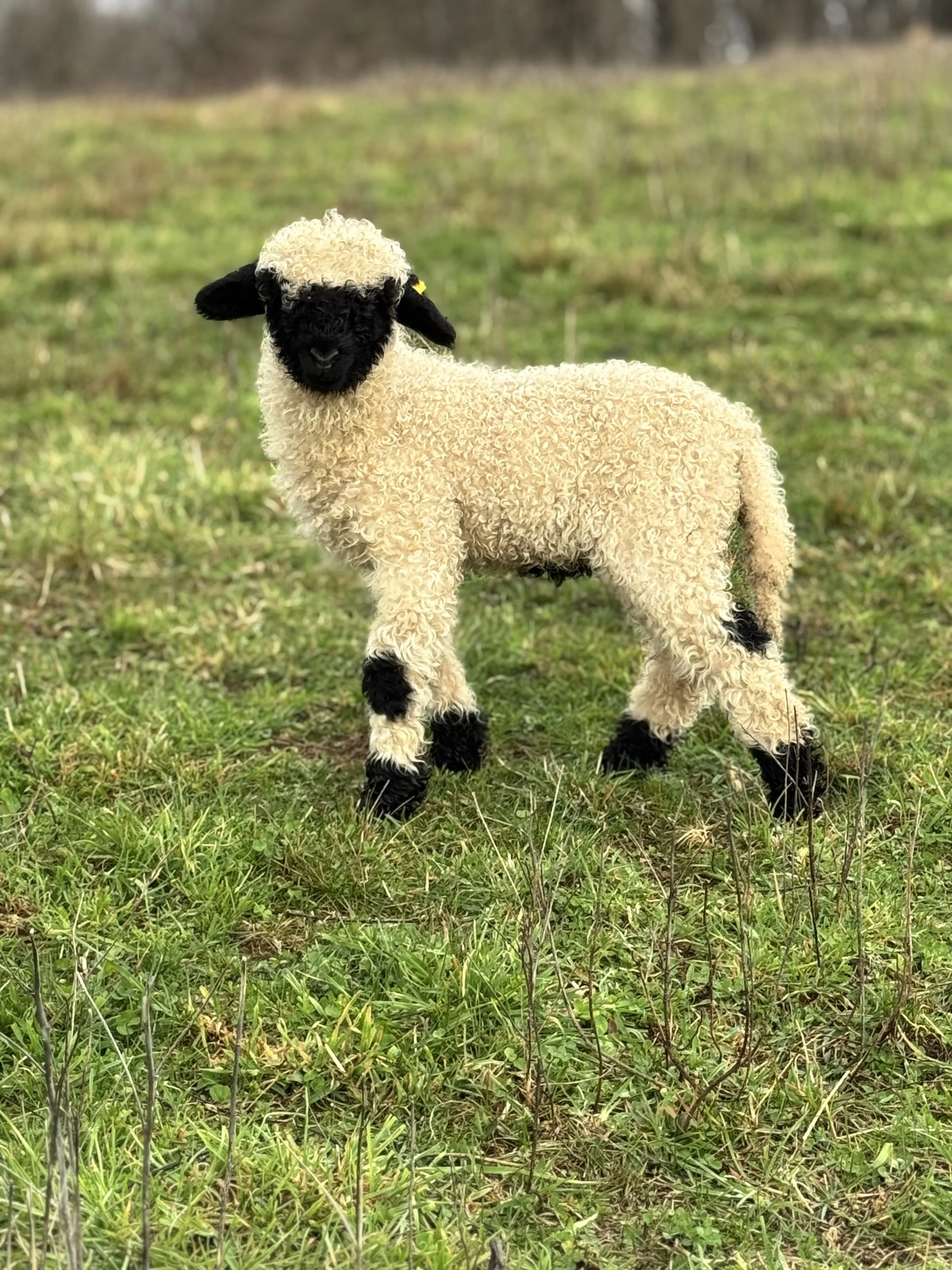 A fluffy sheep with black face and ears standing on a grassy field, facing the camera. The background shows an open field with some trees in the distance.