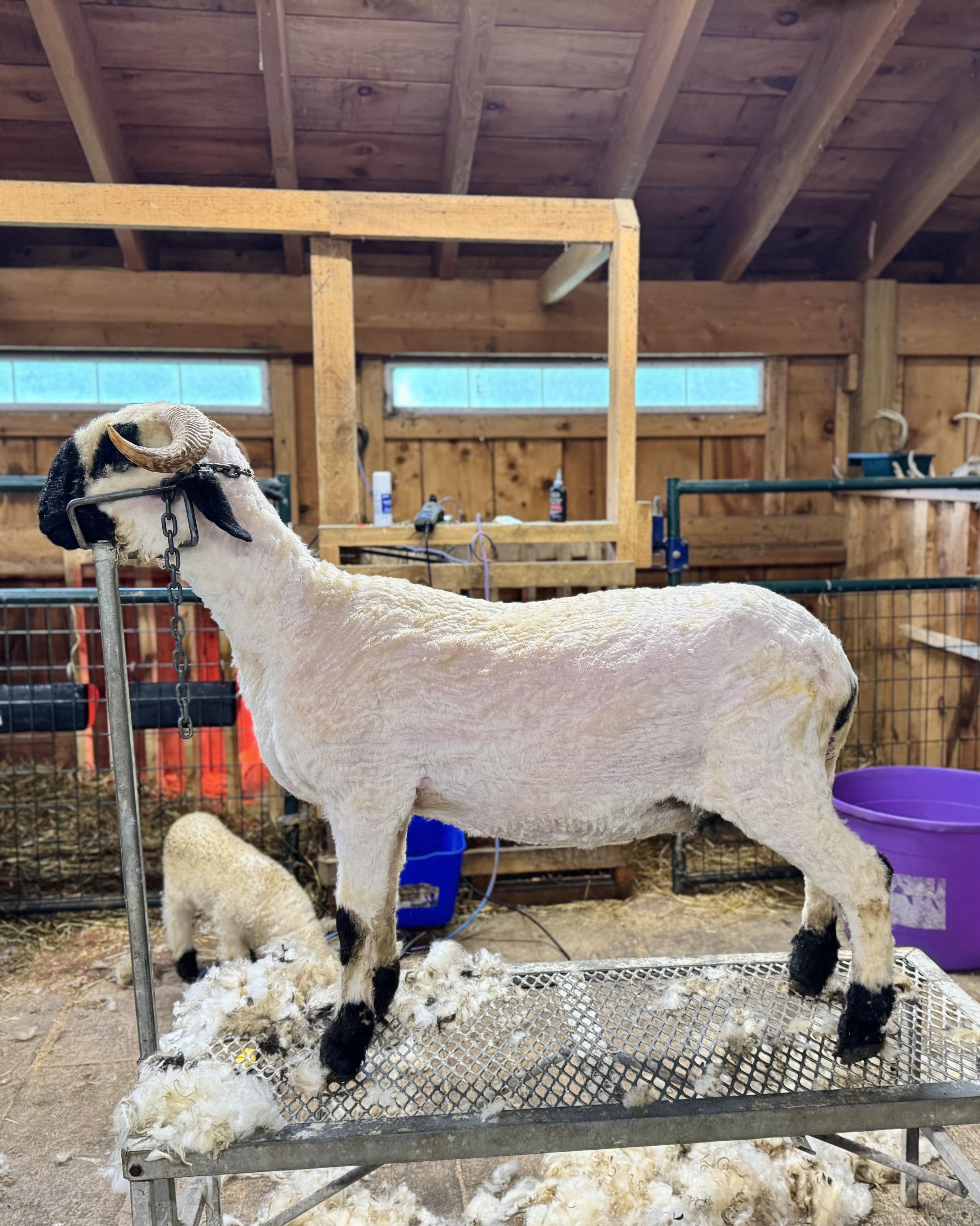 A sheep with a black and white face and black hooves standing on a metal grooming stand inside a wooden barn. Sheep wool is scattered on the floor under the stand. The barn has wooden walls, ceiling, and a row of windows near the roof. Various grooming tools and supplies are visible on shelves and tables in the background.