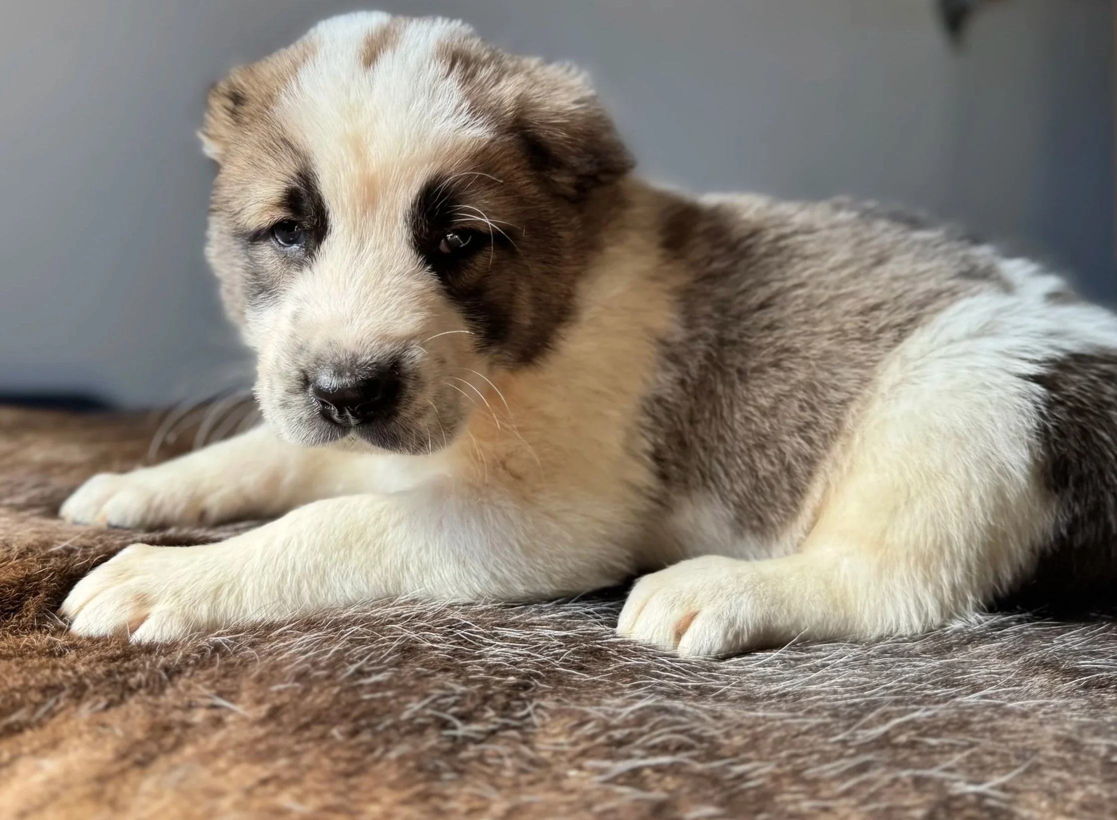 Close-up of a puppy with mixed fur colors, lying on a brown furry surface, with a gray background.