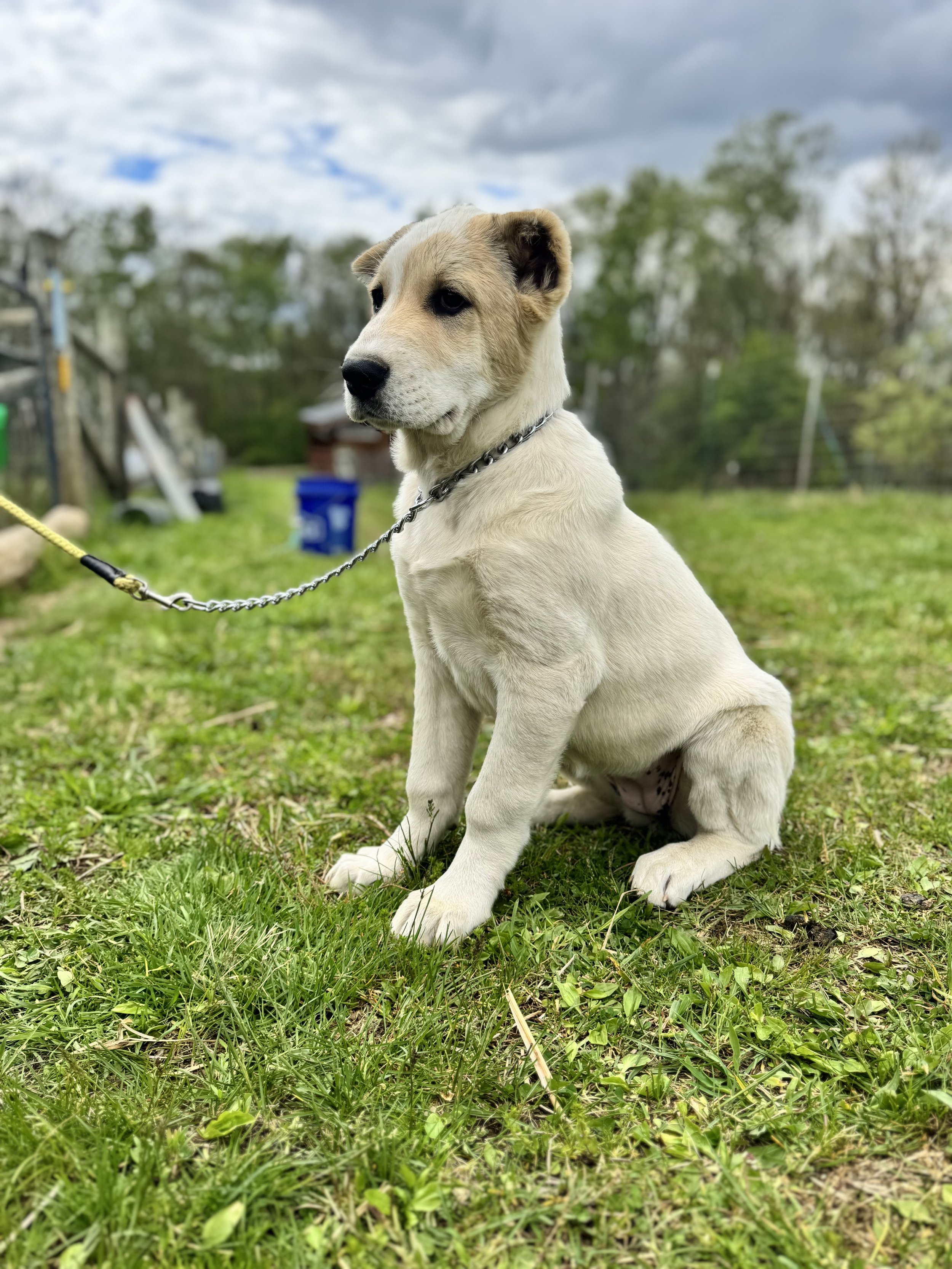 Young puppy with a white and beige coat sitting on green grass outdoors with trees and cloudy sky in the background.