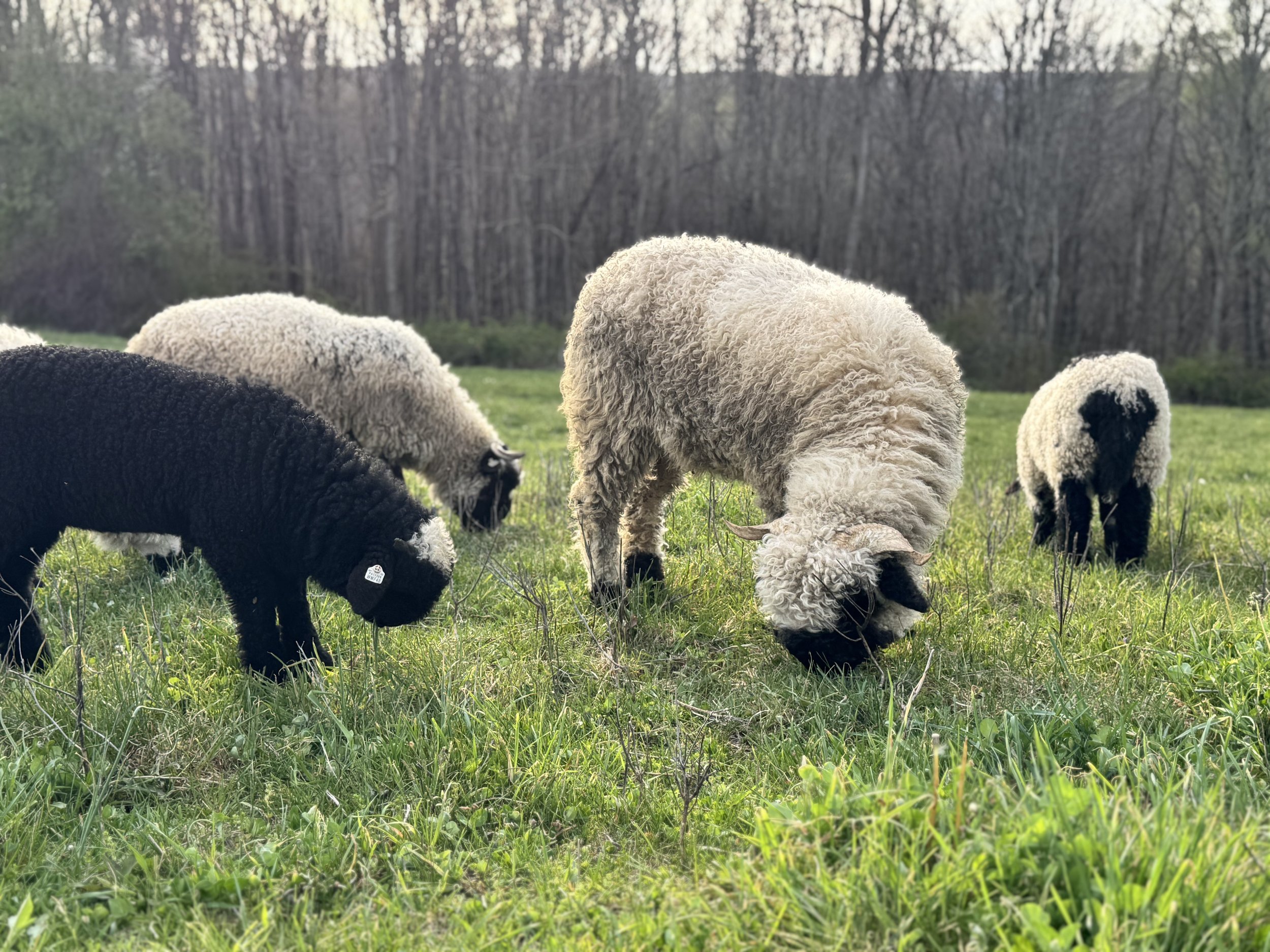 A group of sheep grazing on green grass in a field with trees in the background.