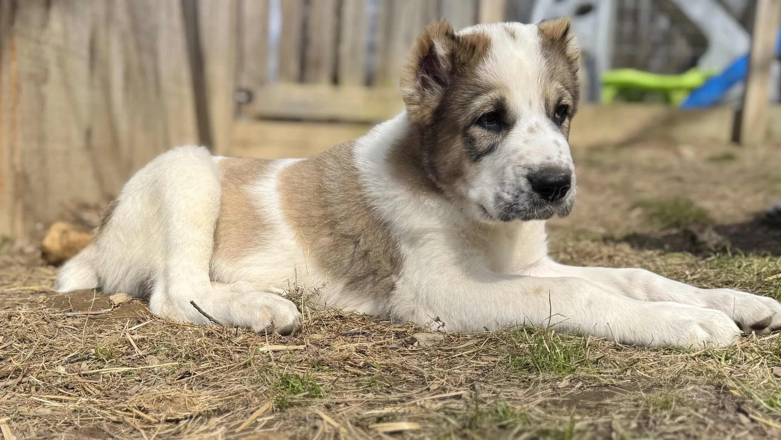 A puppy with a white and light brown coat lying on the ground in a yard, with wooden fencing and some green objects in the background.