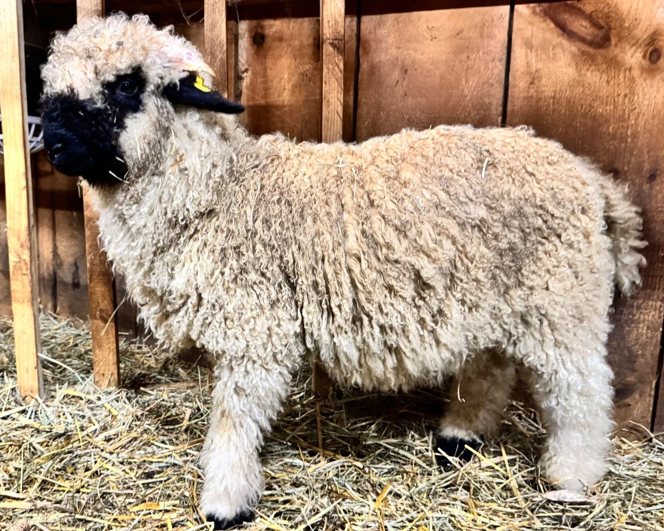 A young sheep with fluffy, curly wool inside a wooden pen.