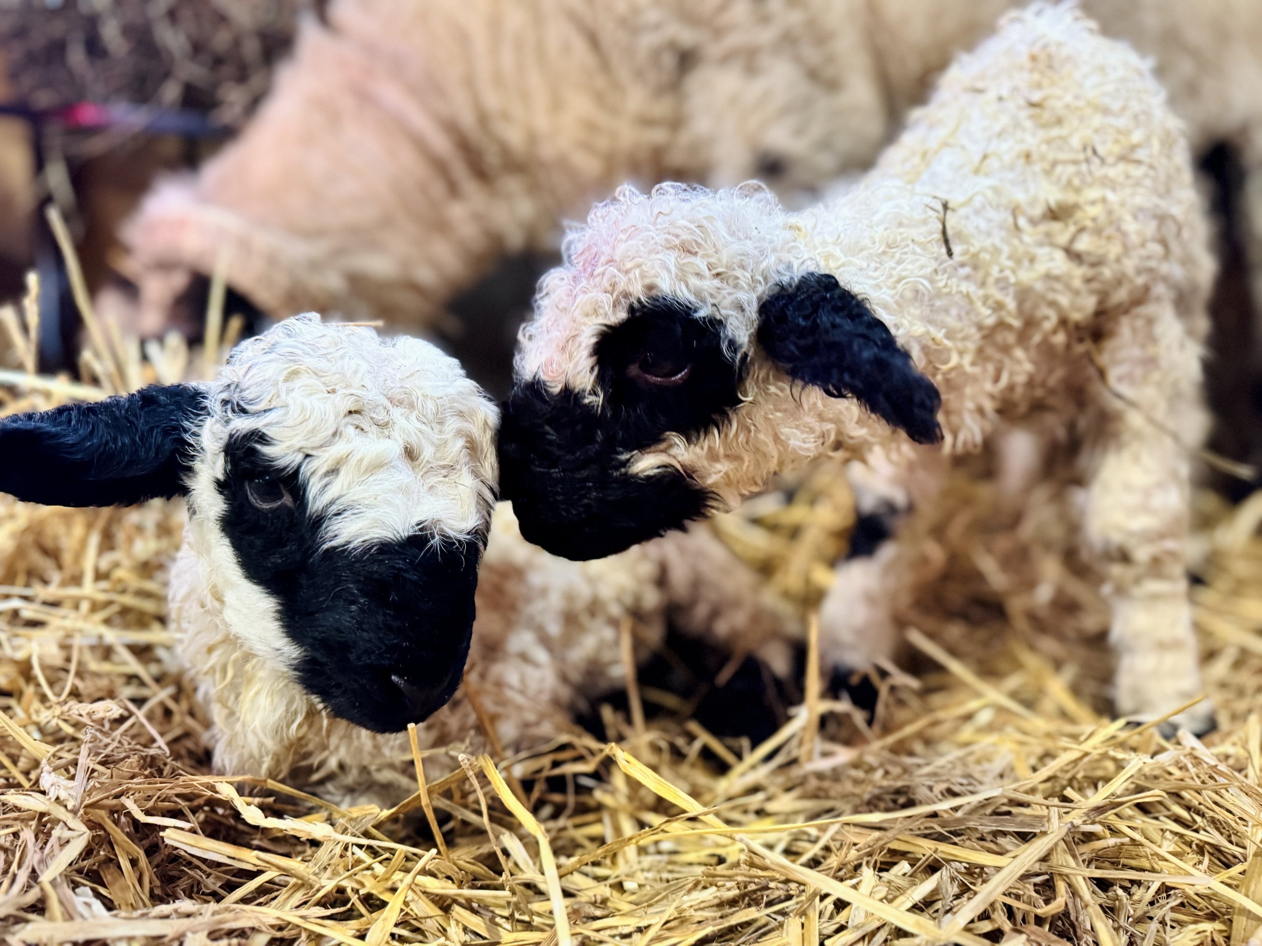 Close-up of two black and white lambs with curly wool, standing on a bed of straw.