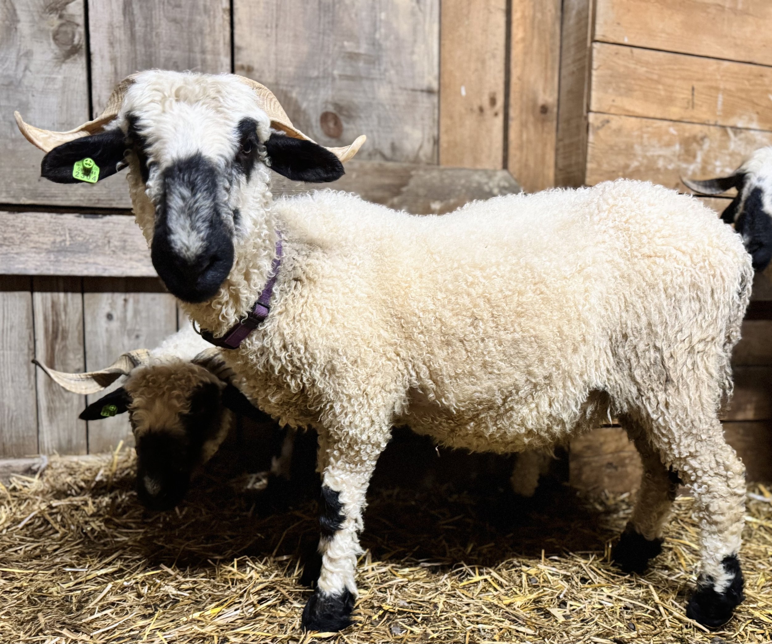 A young lamb with white, curly fleece and black face and legs standing on straw bedding inside a barn with wooden walls.