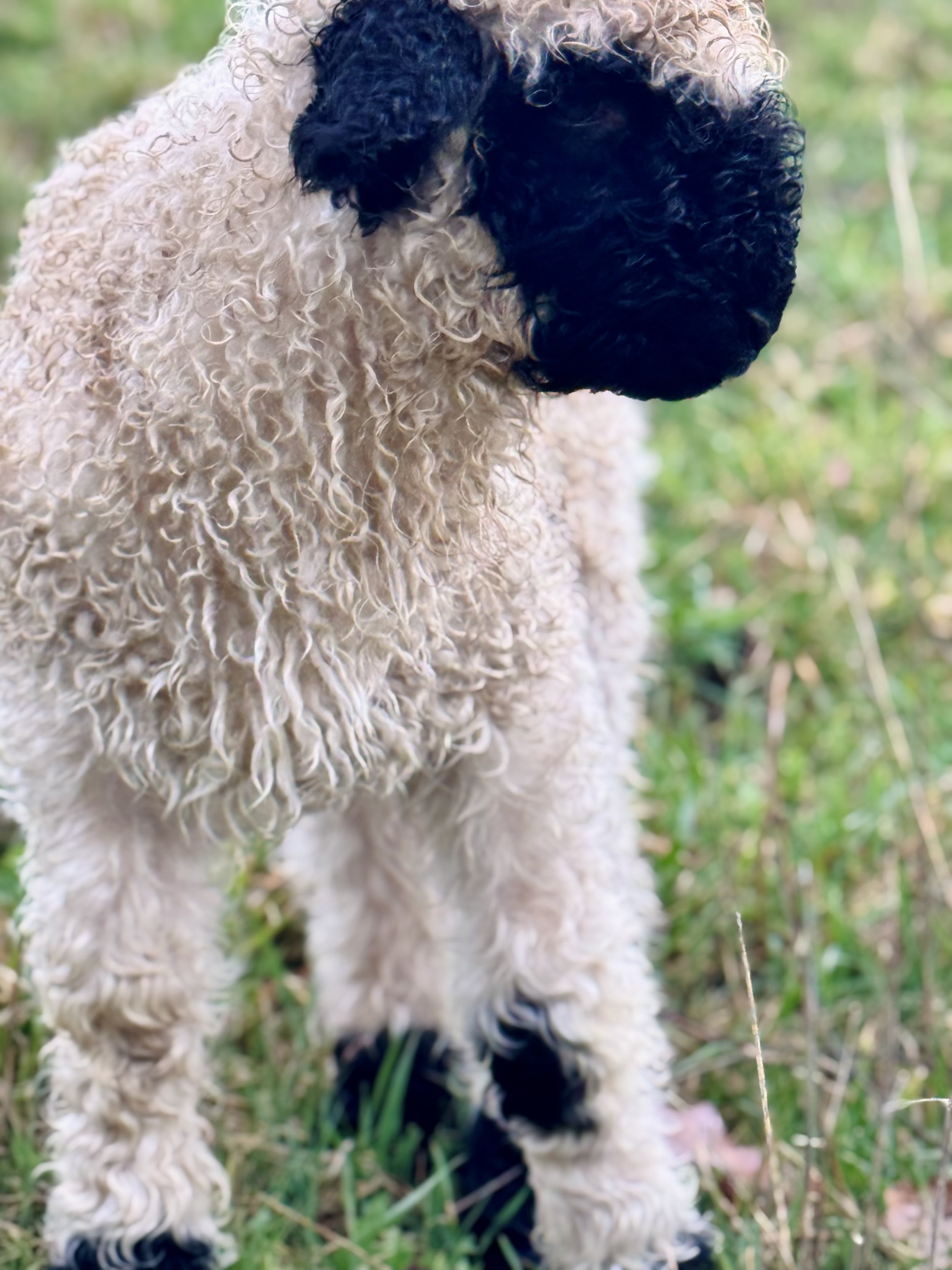 Close-up of a curly-coated dog with a black face sitting on grass outdoors.