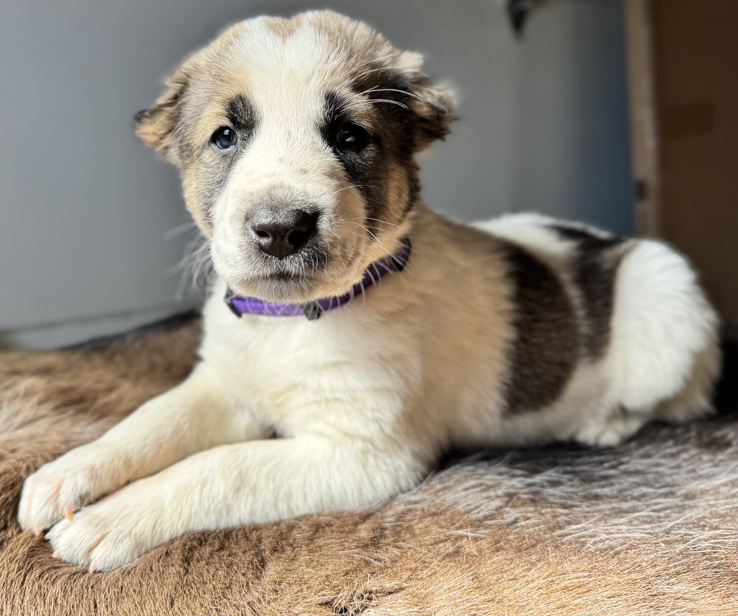 Close-up of a puppy with black, white, and tan fur, lying on a brown furry blanket.