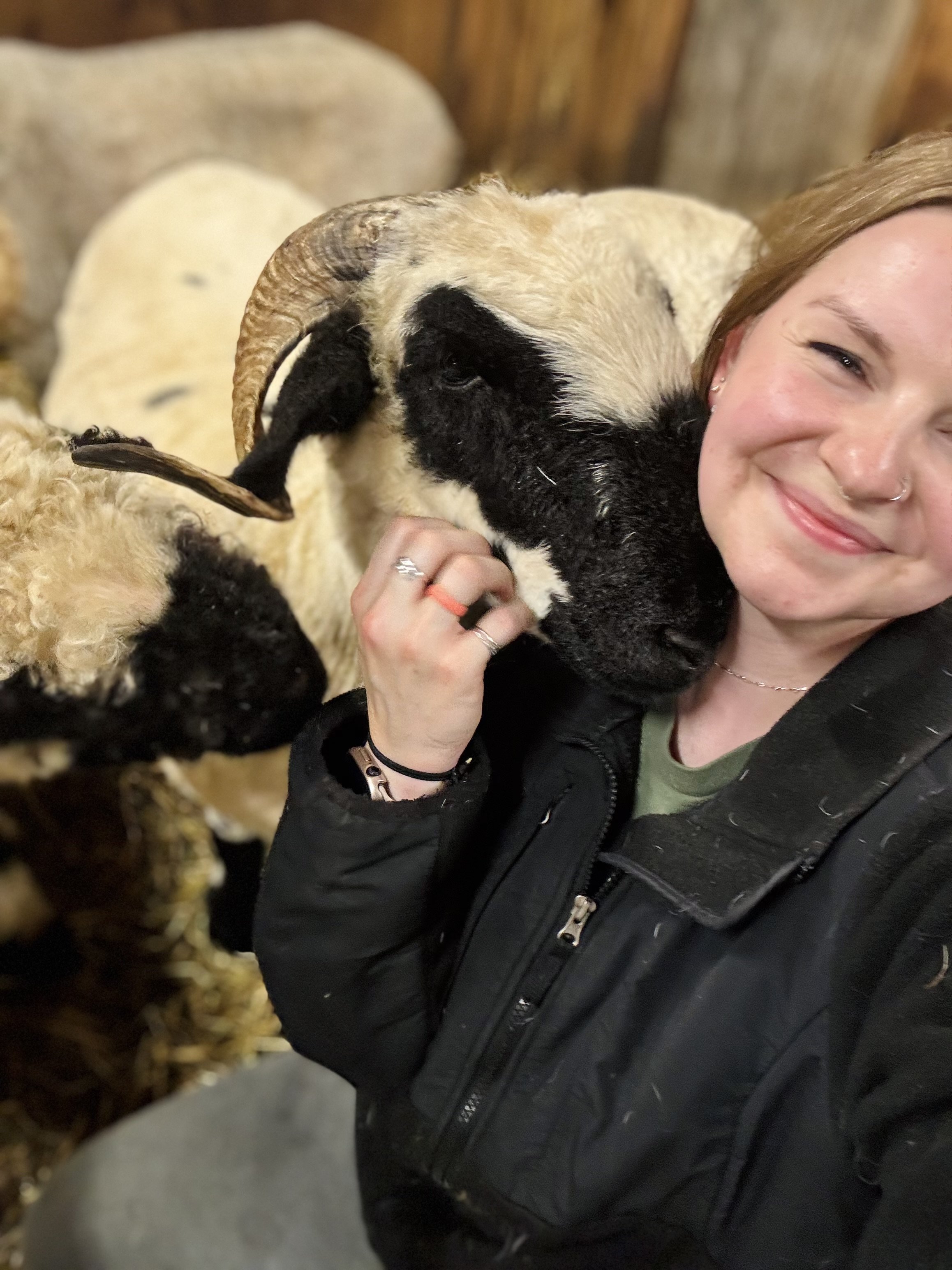 A person with a nose piercing smiling while hugging a large black and tan sheep with curved horns.