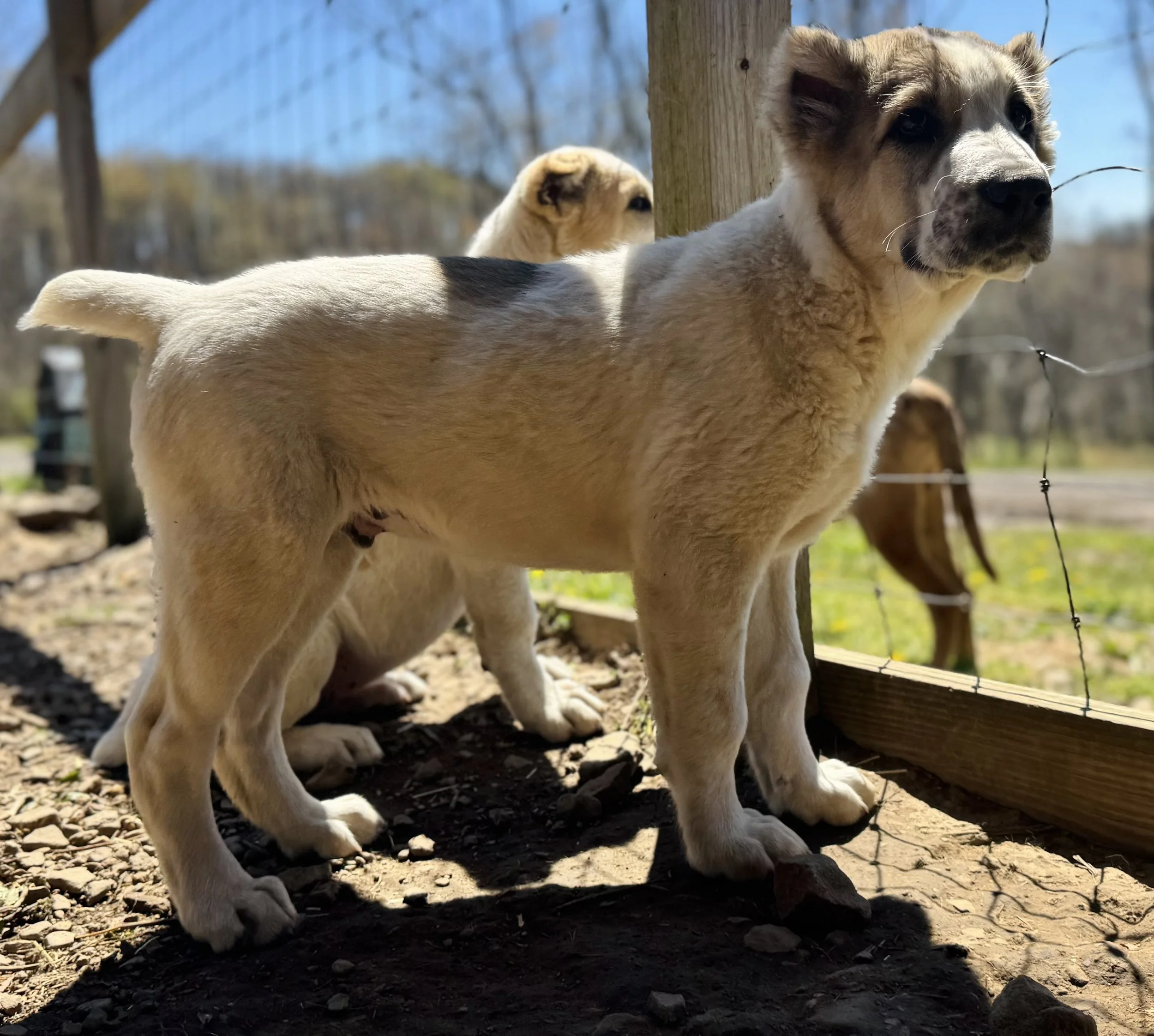 Two puppies standing outside on dirt ground, one prominently in the foreground and the other partially visible behind near a wooden fence and a tree, with a blue sky and trees in the background.