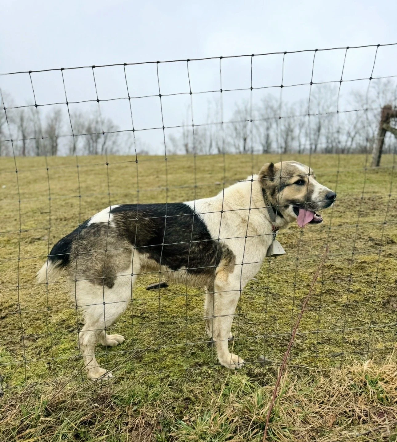 A dog with a black and white coat standing outside behind a wire fence, with its tongue hanging out, on a cloudy day with leafless trees in the background.