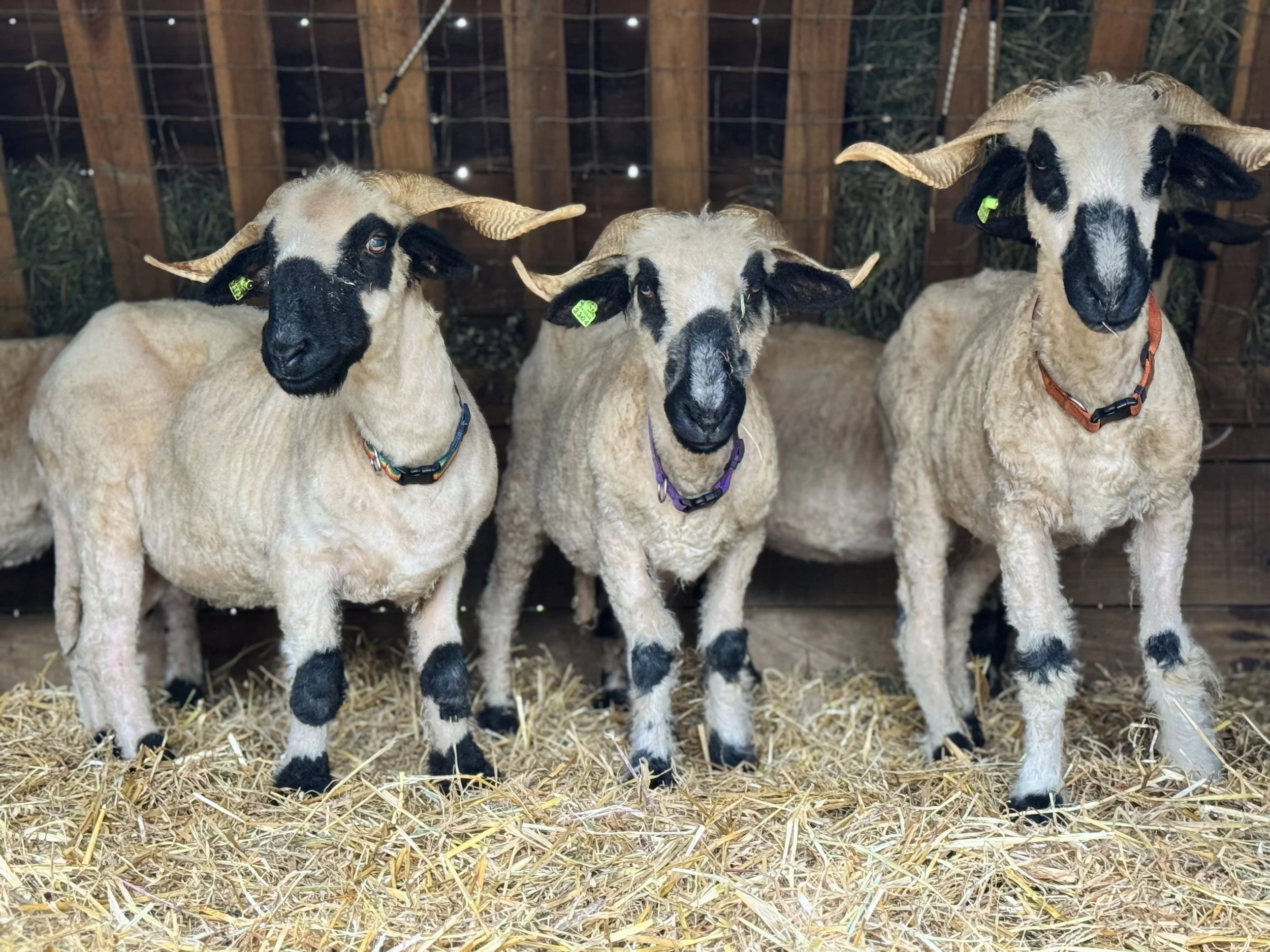 Three sheep with black and white faces and light beige wool standing on straw inside a wooden barn