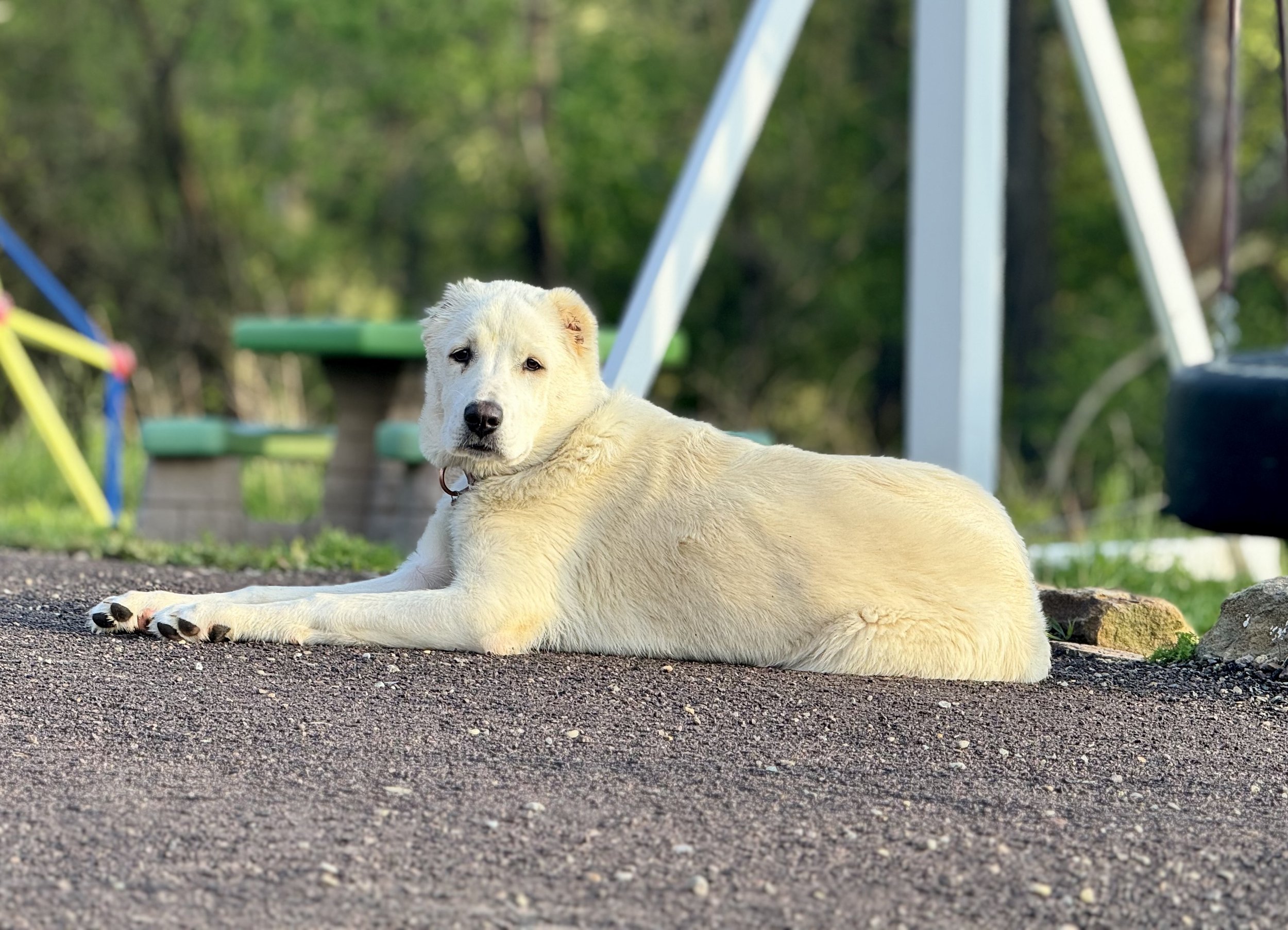 A light-colored puppy lies on the ground with a frisbee in a park. There are colorful playground structures and trees in the background.