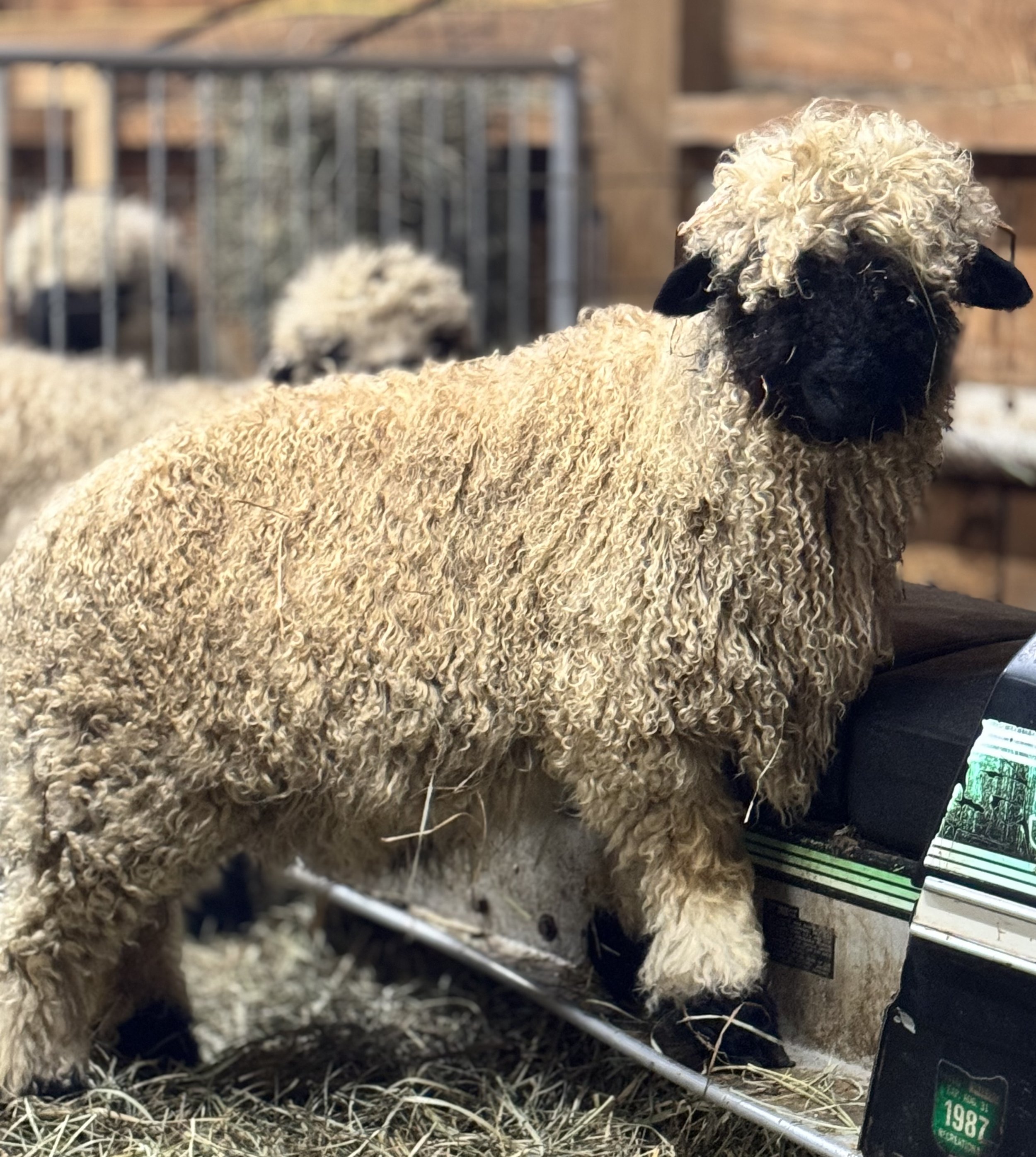 Close-up of a sheep with kemped wool, in a farm setting, with a second sheep visible in the background behind a metal fence.