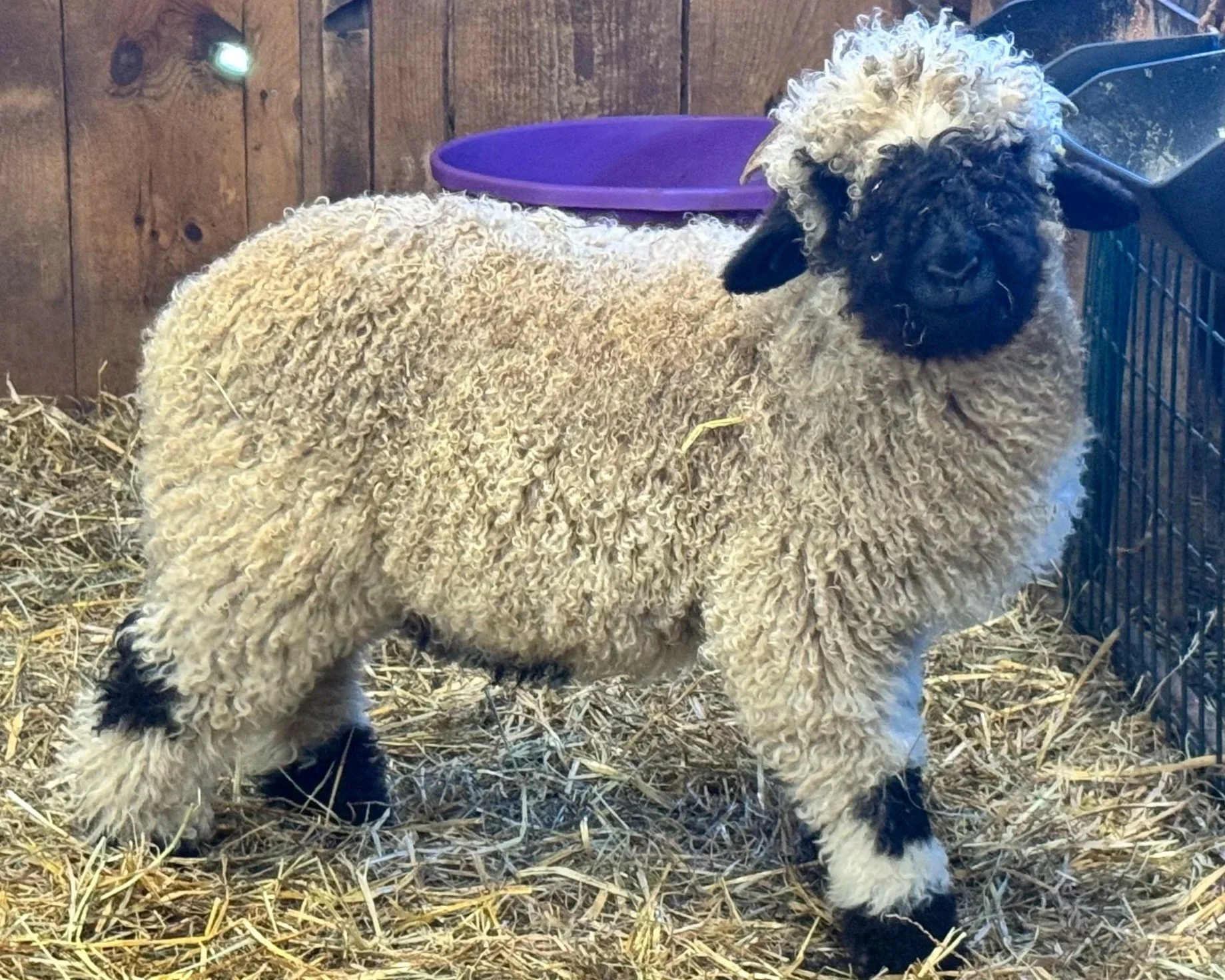 A fluffy sheep with a curly wool coat standing on straw inside a barn, with a purple bucket and a black feeding trough in the background.