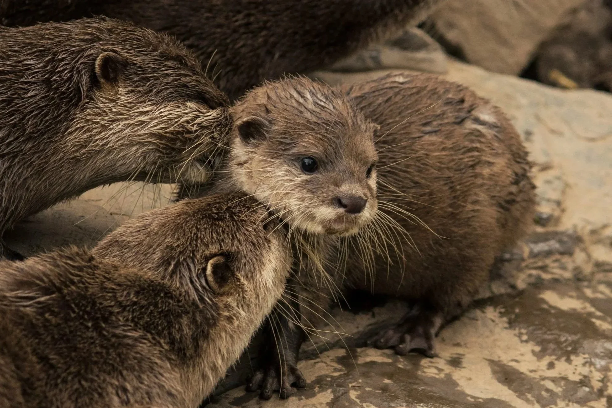 Otter parents with their pup. Parenting
