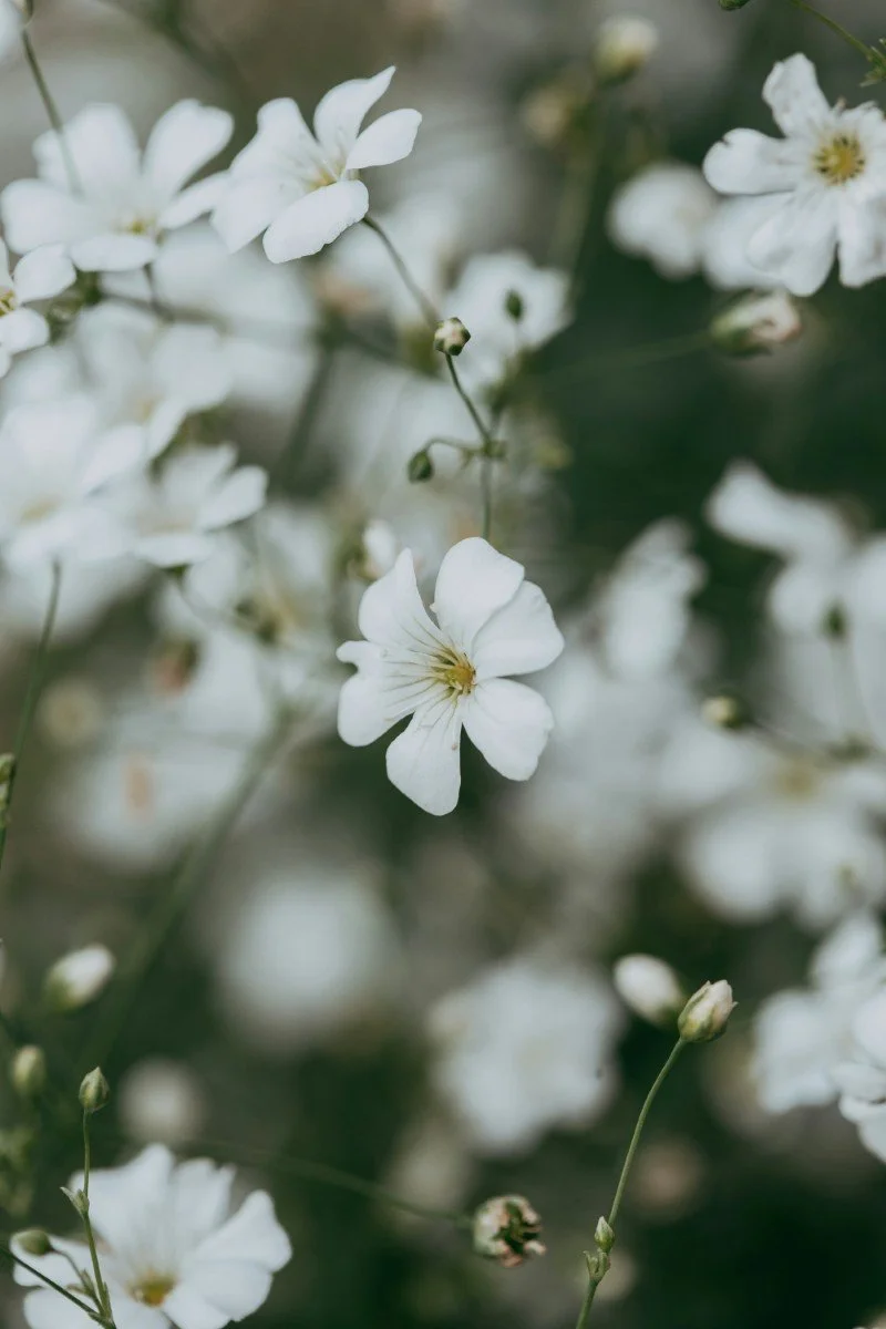 Close-up of white flowers with green stems and buds, blurred background.