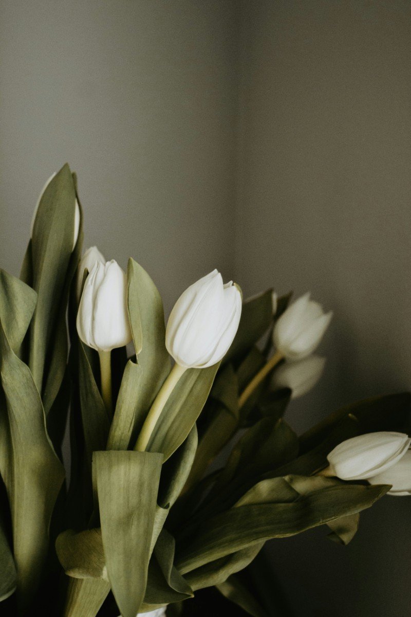 White tulips with green leaves against a plain wall background.