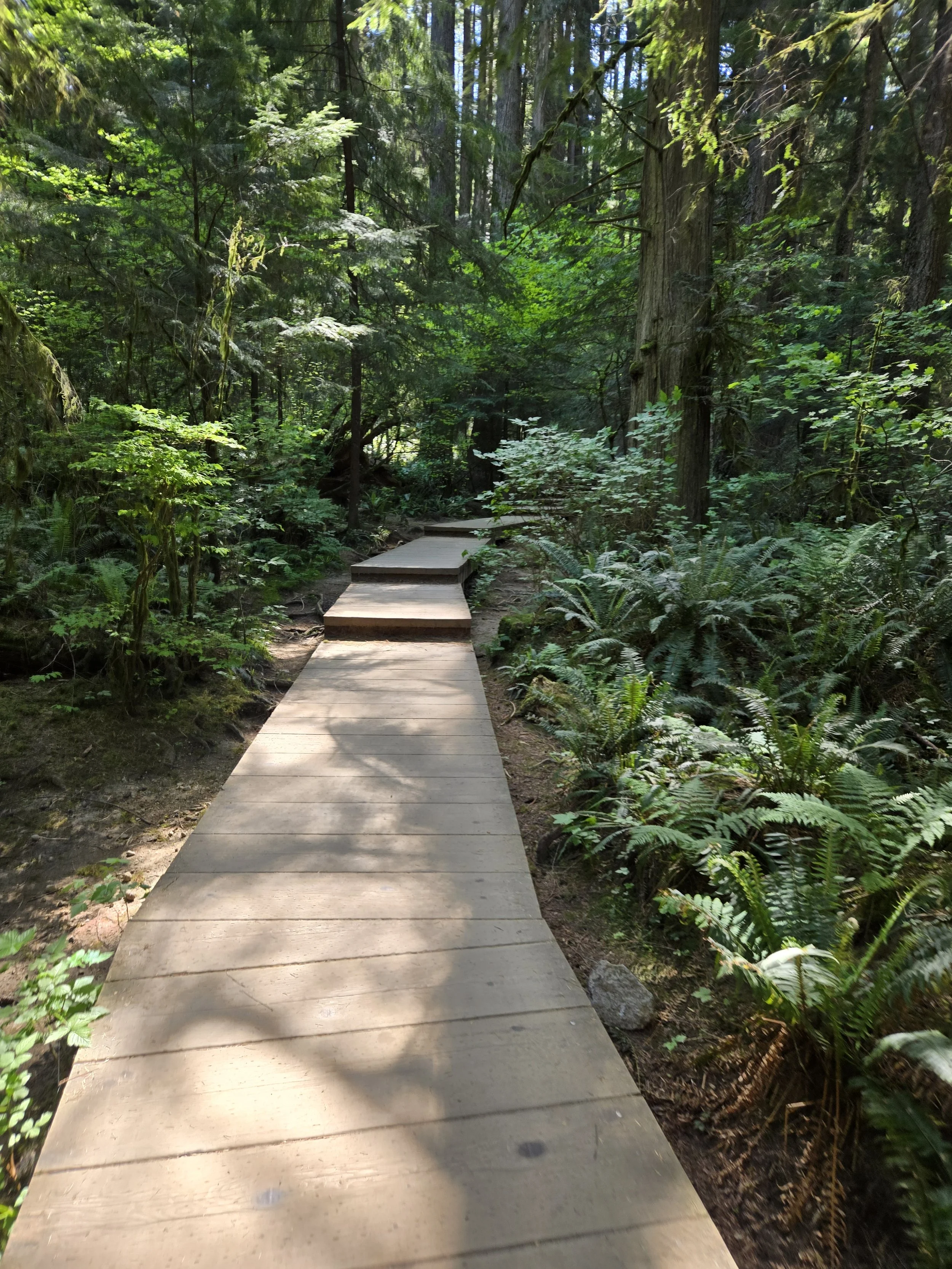 Wooden pathway through a lush green forest with tall trees and dense foliage.