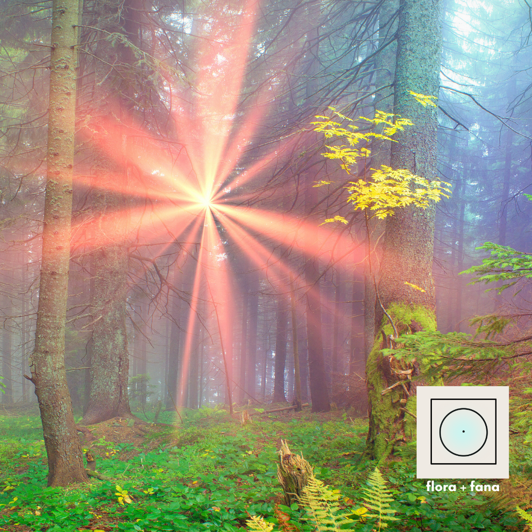 Early Summer: A Season of Radiance and Fire