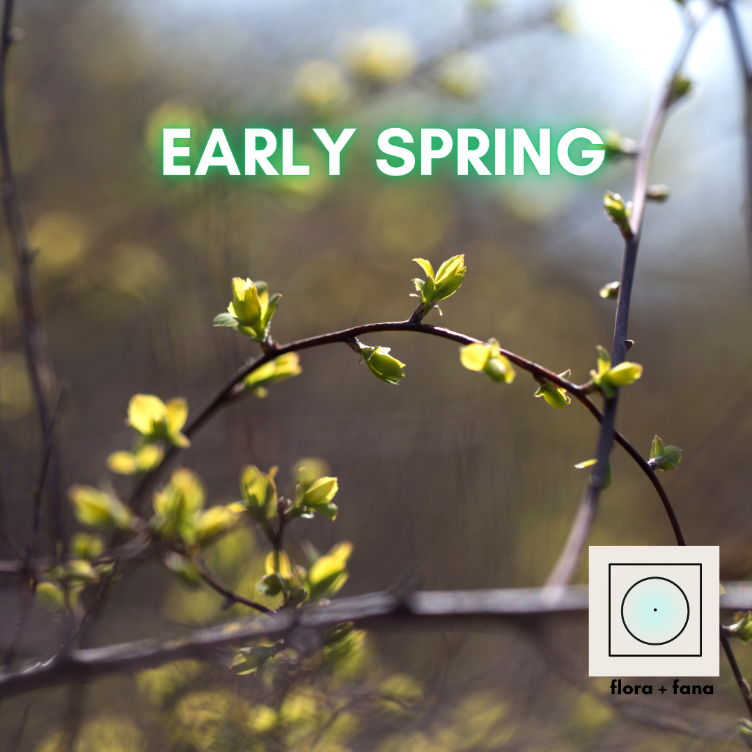 From Dormancy to Dynamism: The Transformative Power of Spring
