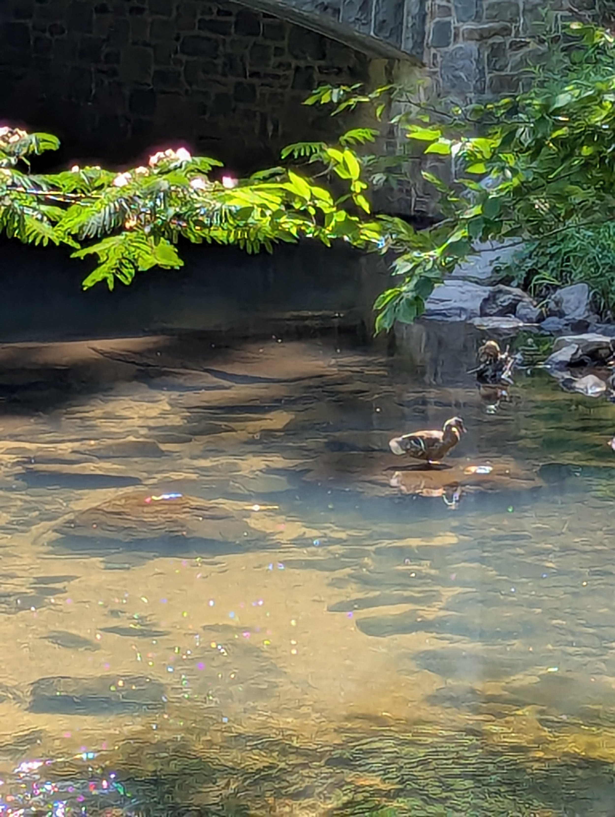 Sunlight on a shallow creek with ducks wading near mossy rocks under green trees