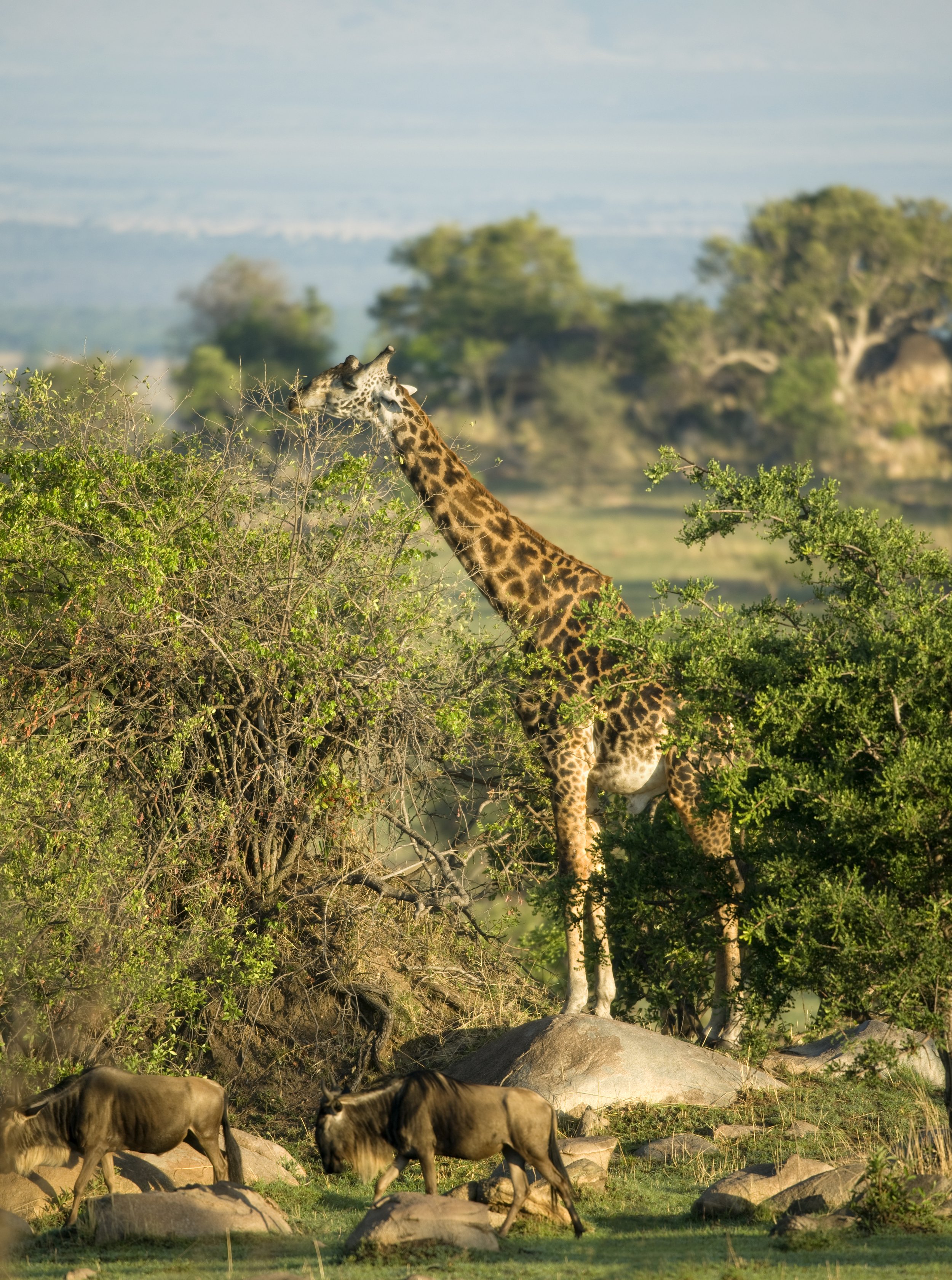 Planning a Safari: 8 Decisions to Make Before You Book
