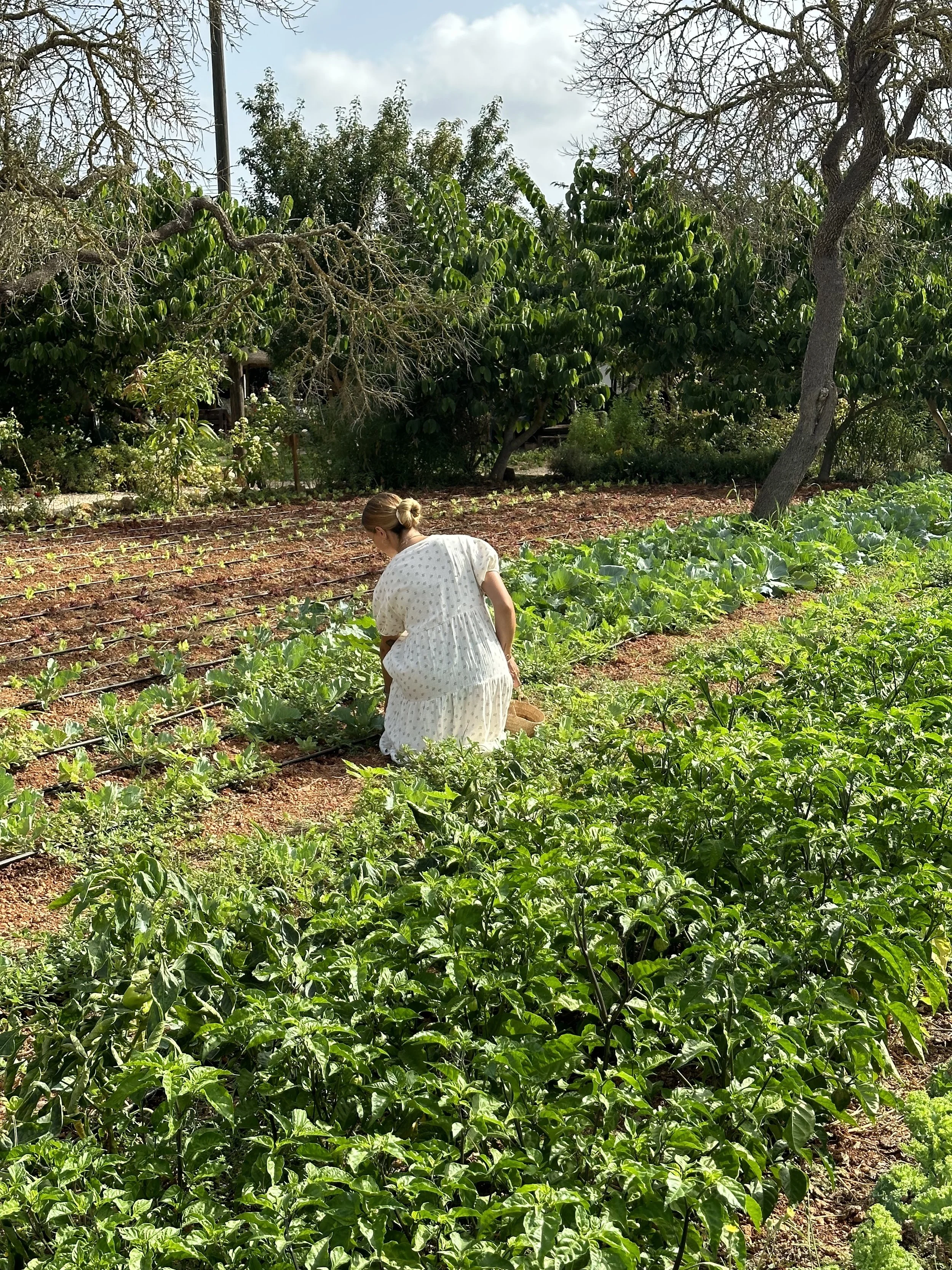 Pessoa cultivando hortaliças em uma horta, rodeada de árvores verdes e céu nublado.