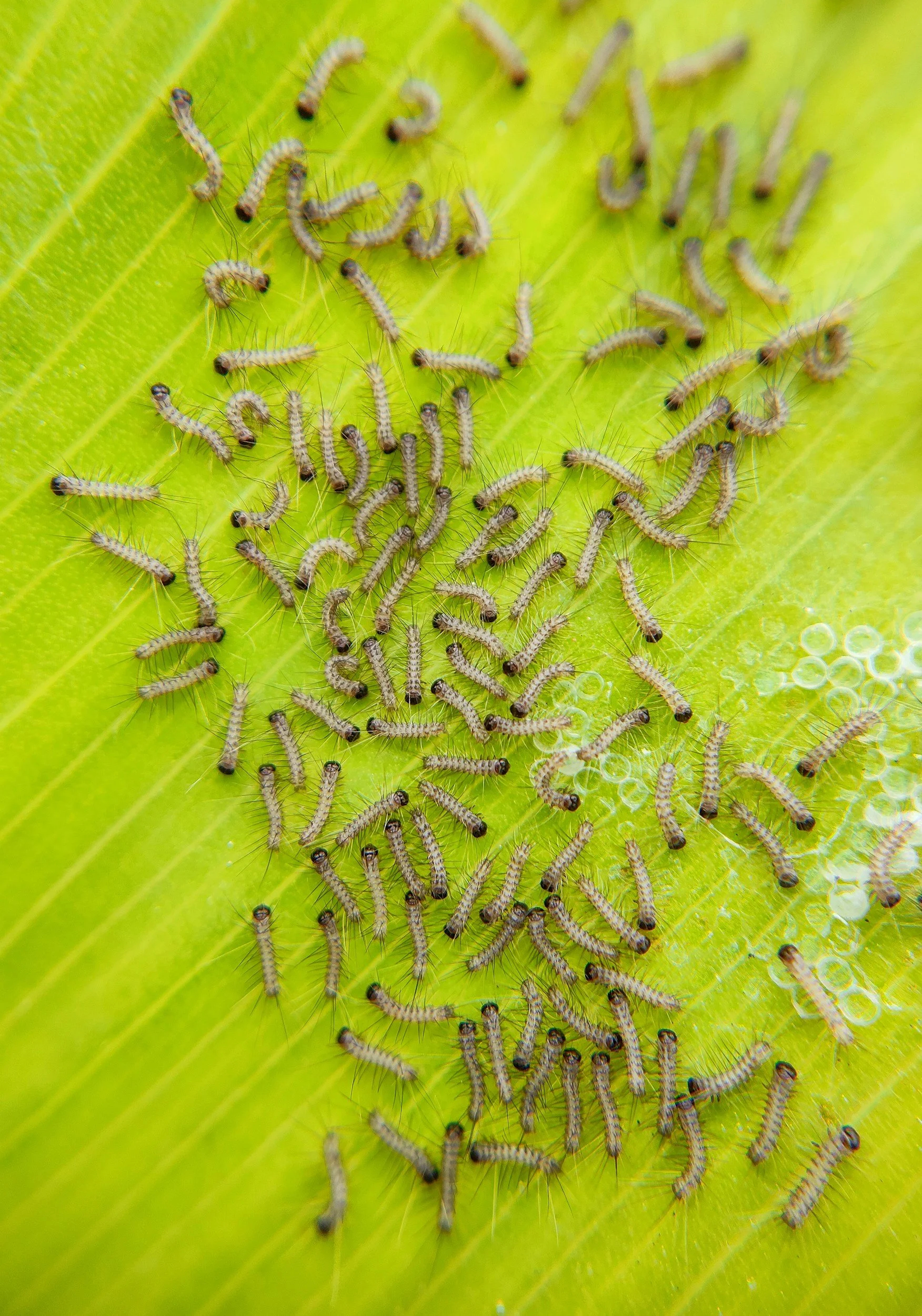 Denver House Plant Pests