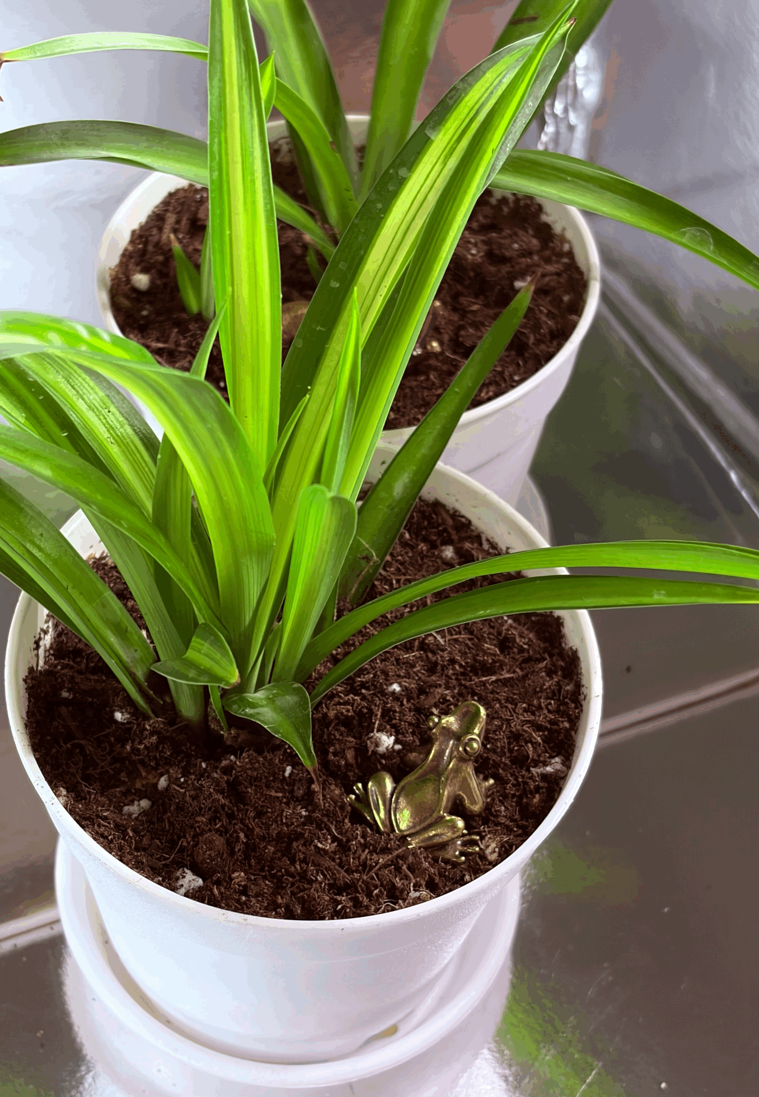 Spider Plant: Chlorophytum Comosum