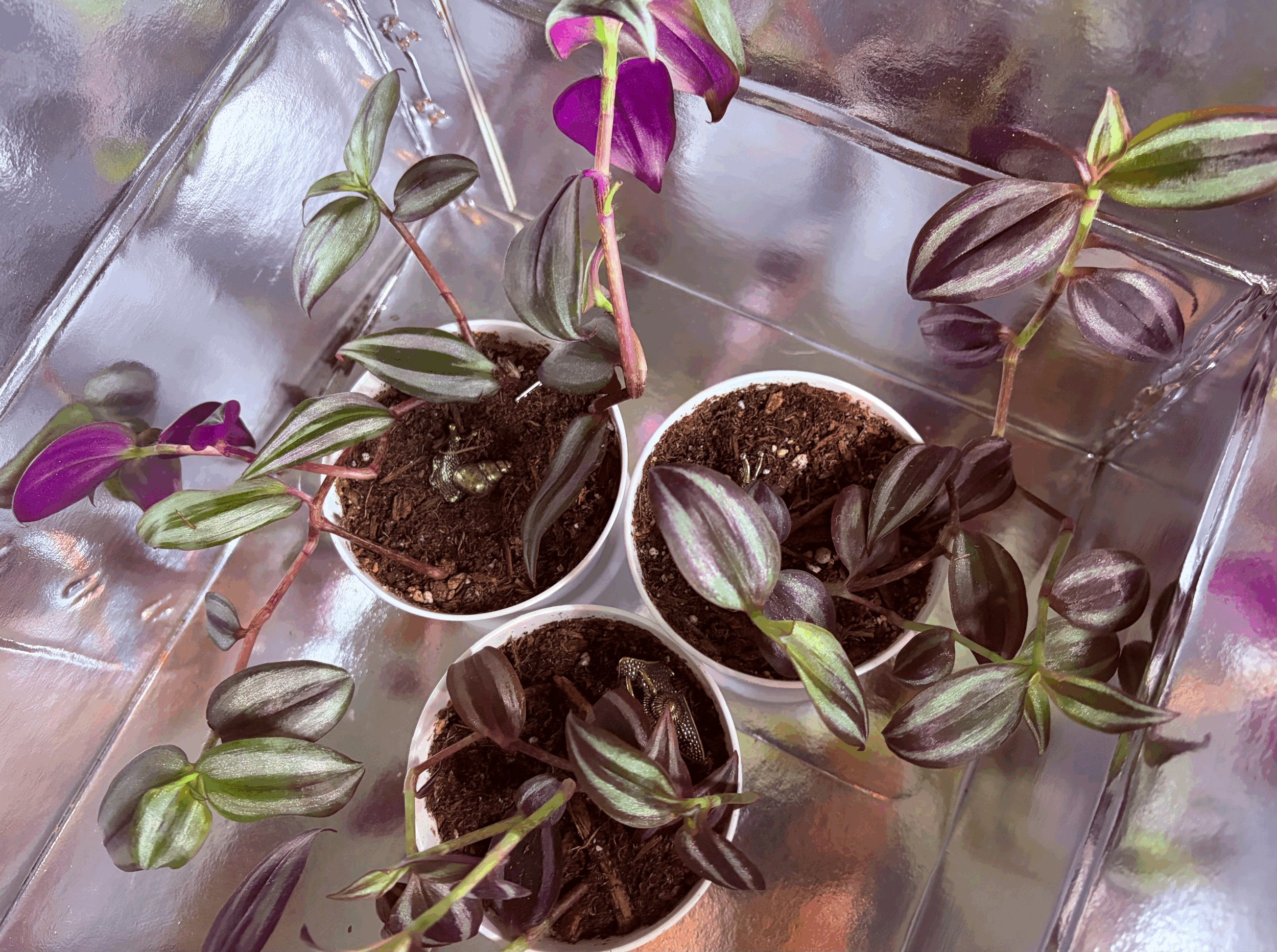 Vibrant Burgundy Tradescantia- Hanging Dude