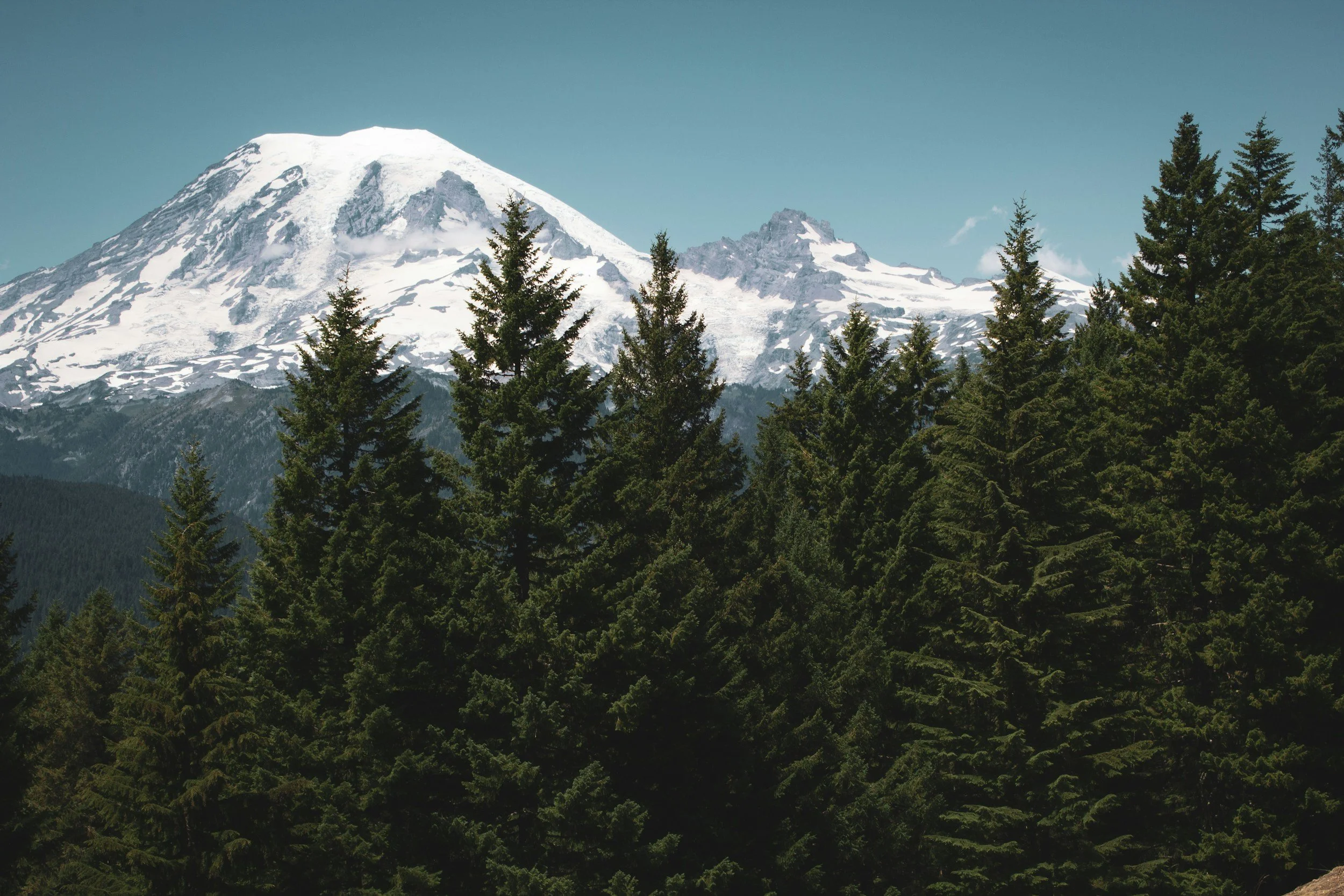 Snow-capped mountain behind a dense forest of evergreen trees under a clear blue sky.