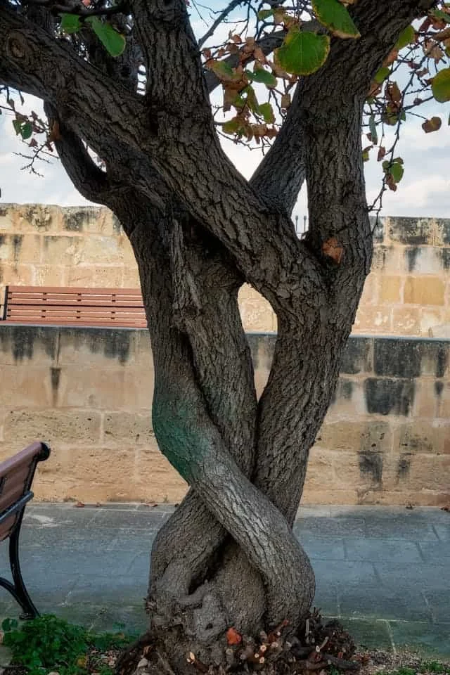 two trees twisting around each other